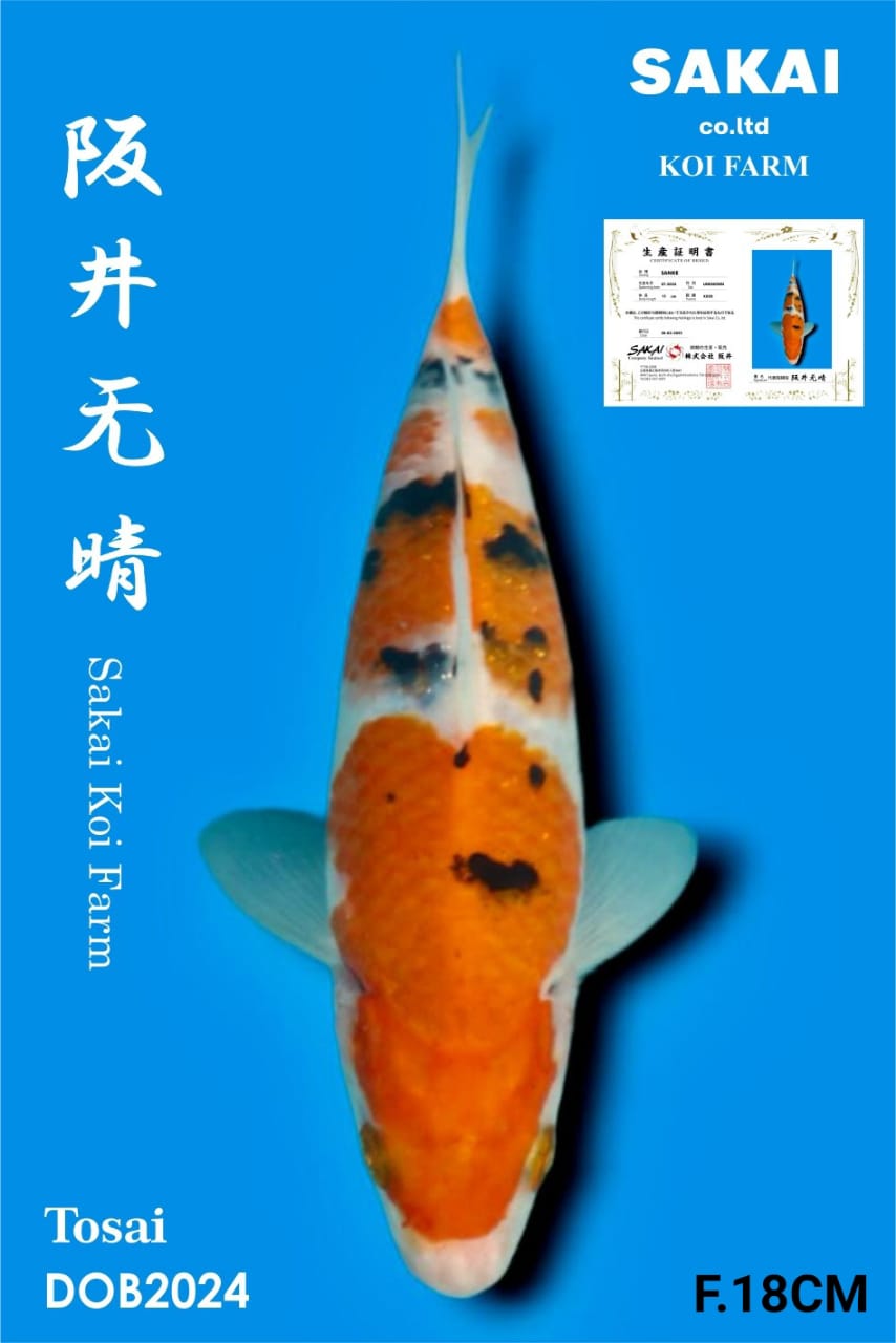 SANKE IMPORT SAKAI KOI BEST QUALITY KOI FARM18cm