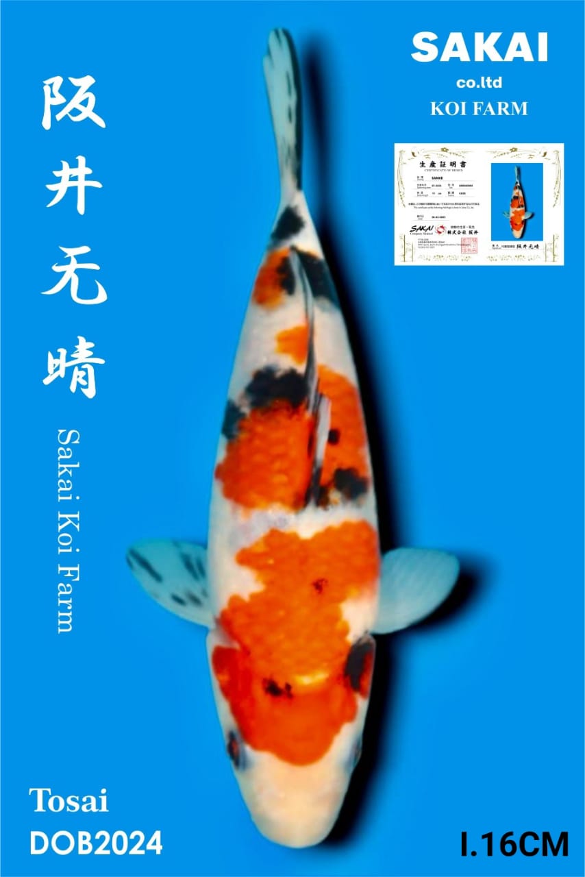 SANKE IMPORT SAKAI KOI BEST QUALITY KOI FARM16cm