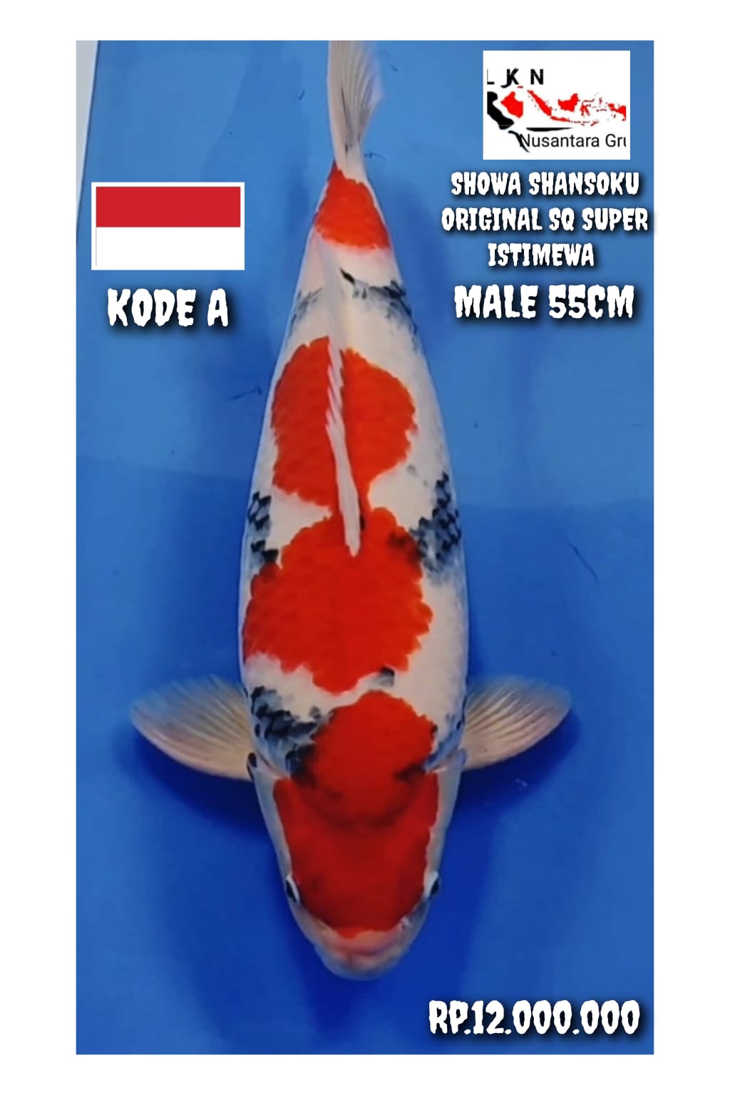 SUPER SHOWA SHANSOKU ORIGINAL MALE SQ ISTIMEWA LOKASI MADIUN 53cm