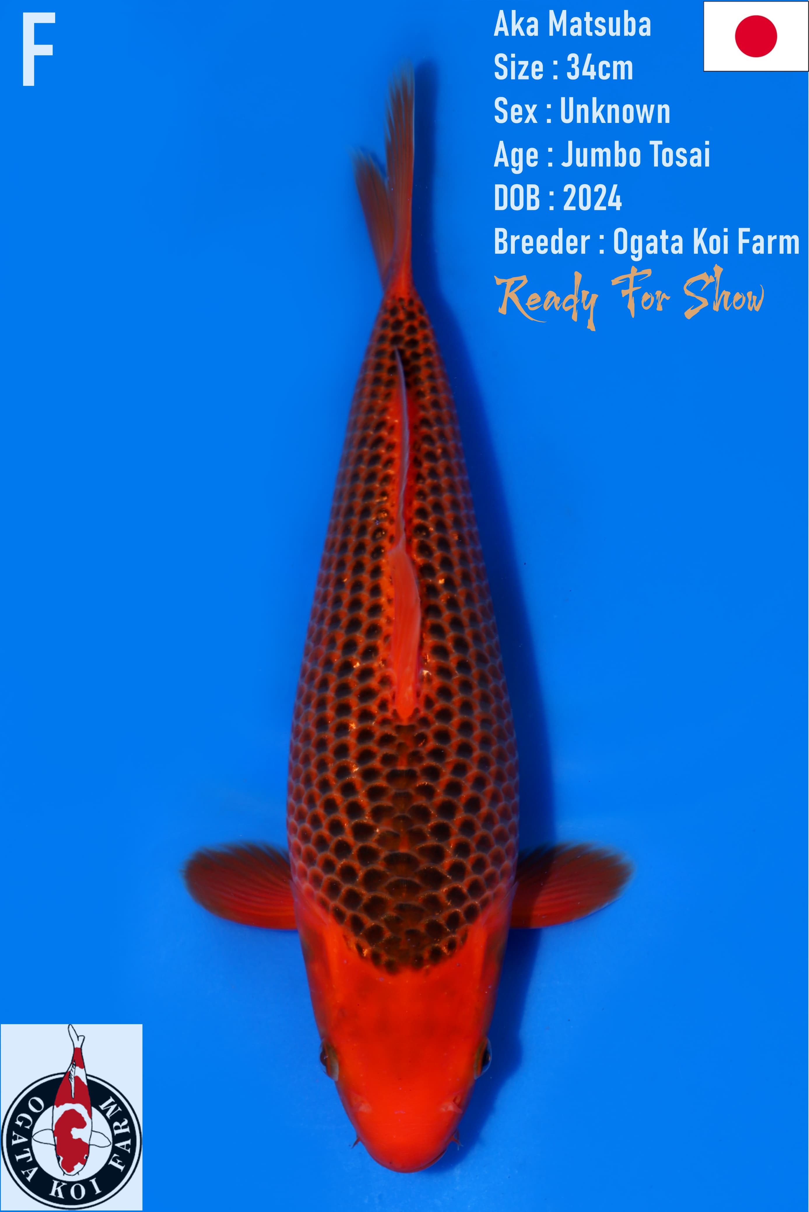 LELANG READY SHOW GARUT AKA MATSUBA OGATA 34cm