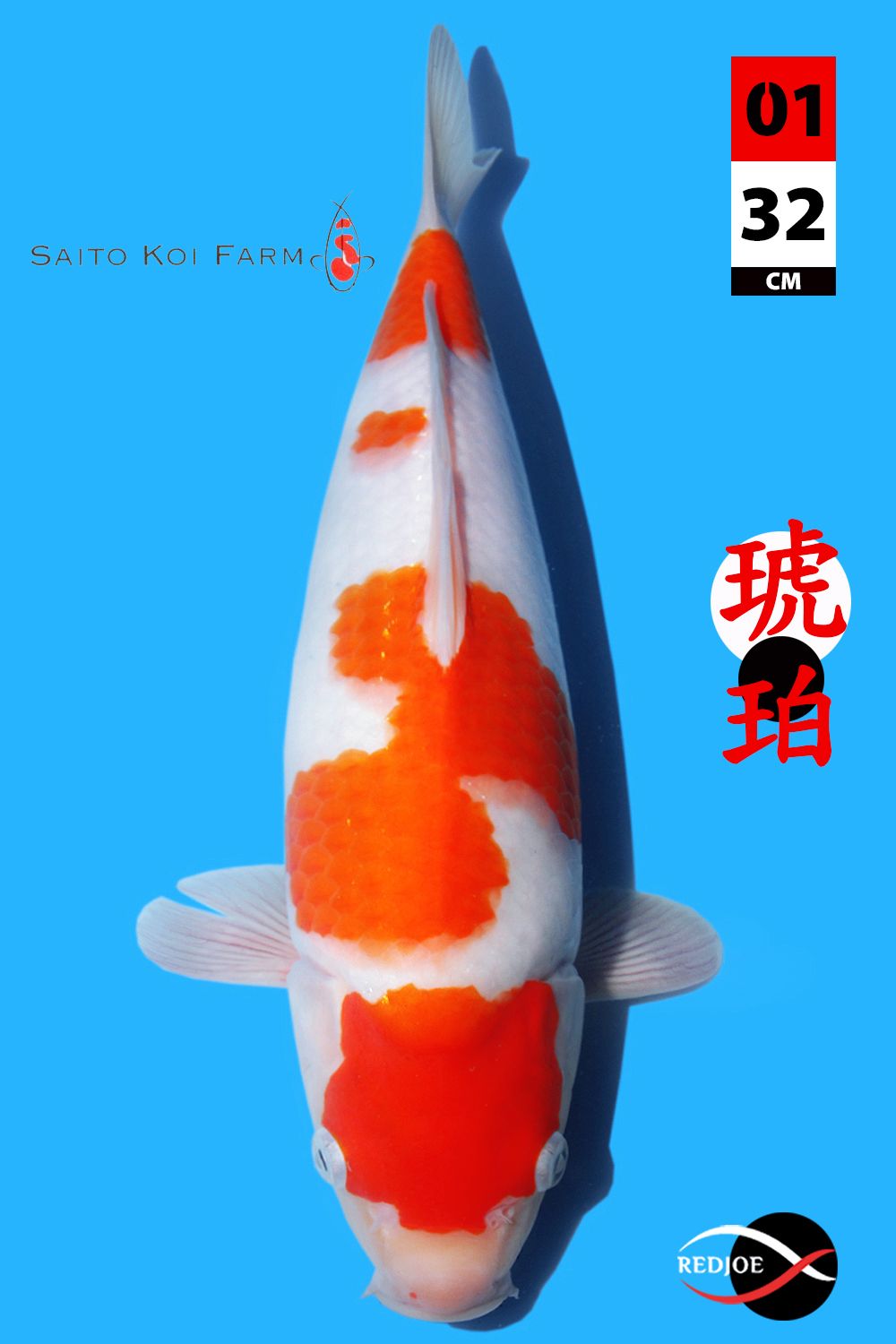 KC KOHAKU SAITO KOI FARM JAPAN DOB2024 32cm