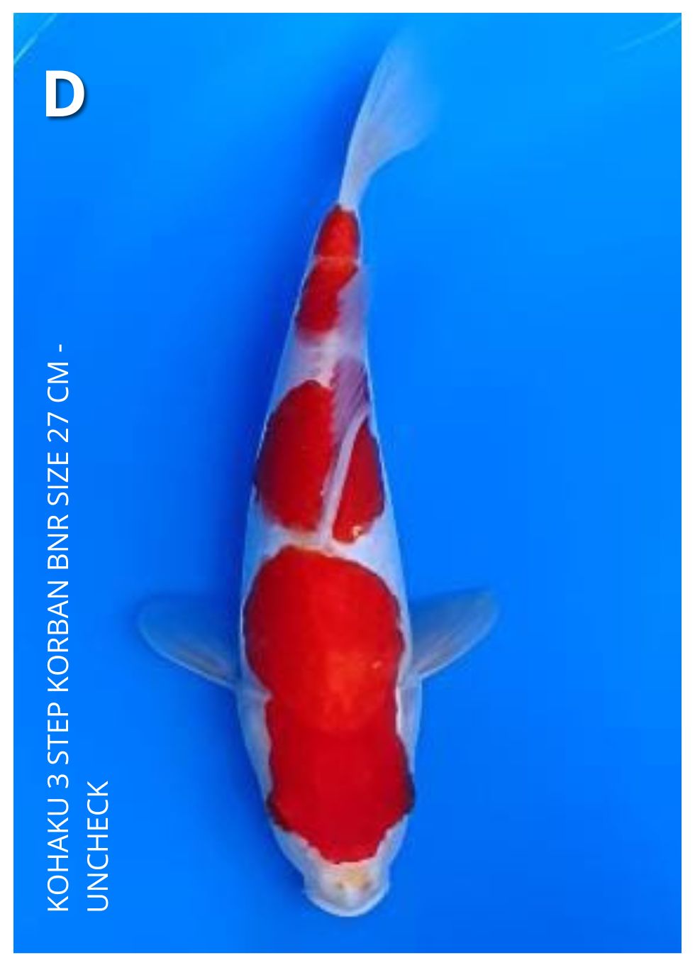 KOHAKU 3 STEP KORBAN BNR SIZE 27cm