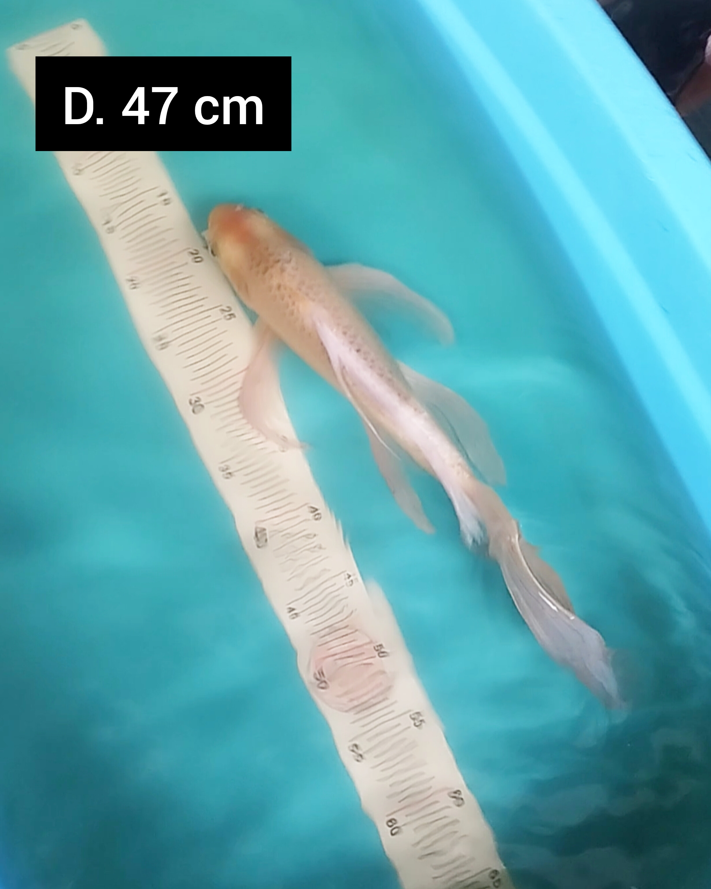 KUMPAY OGON 47cm
