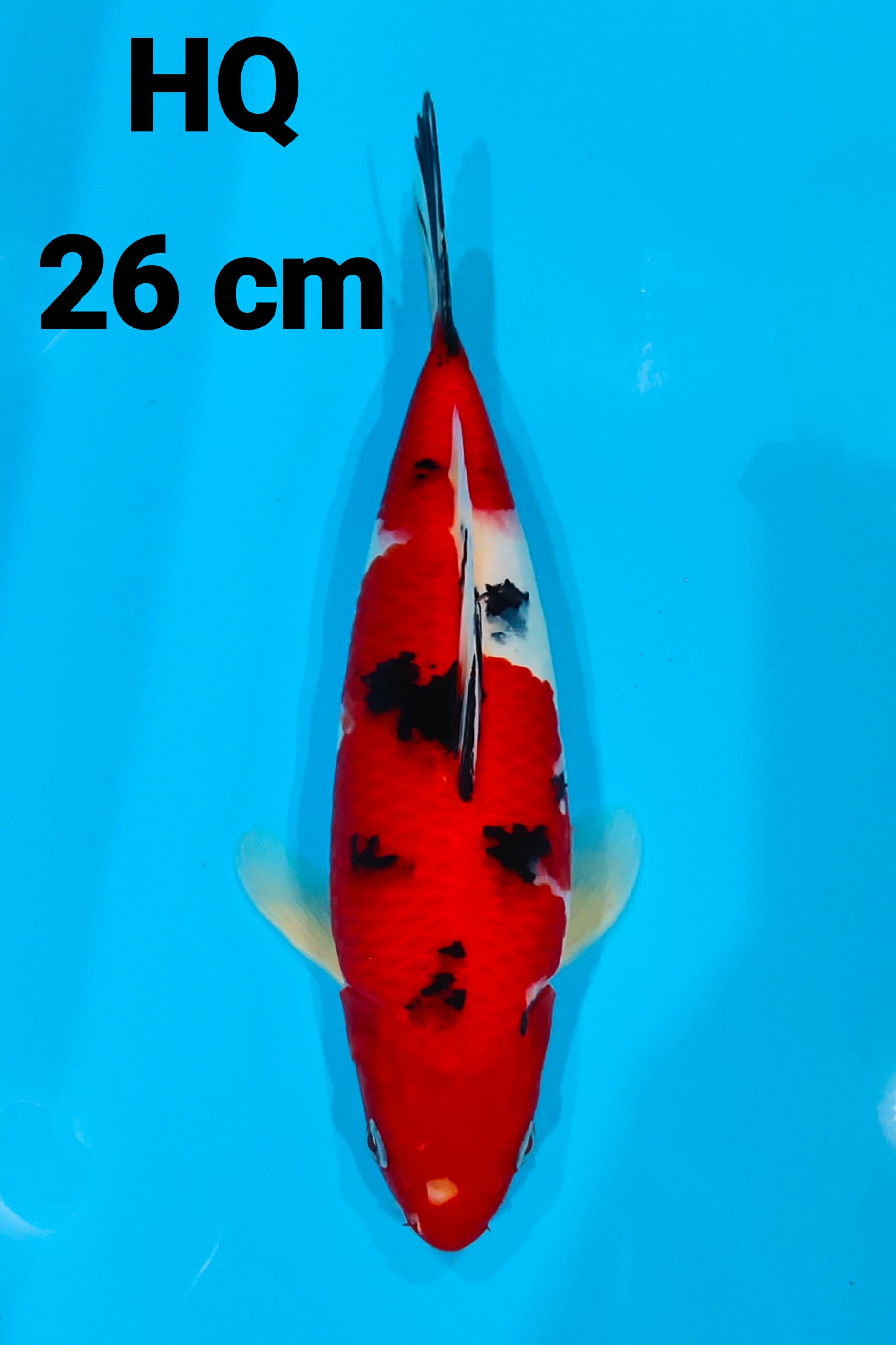 SANKE HQ 26cm