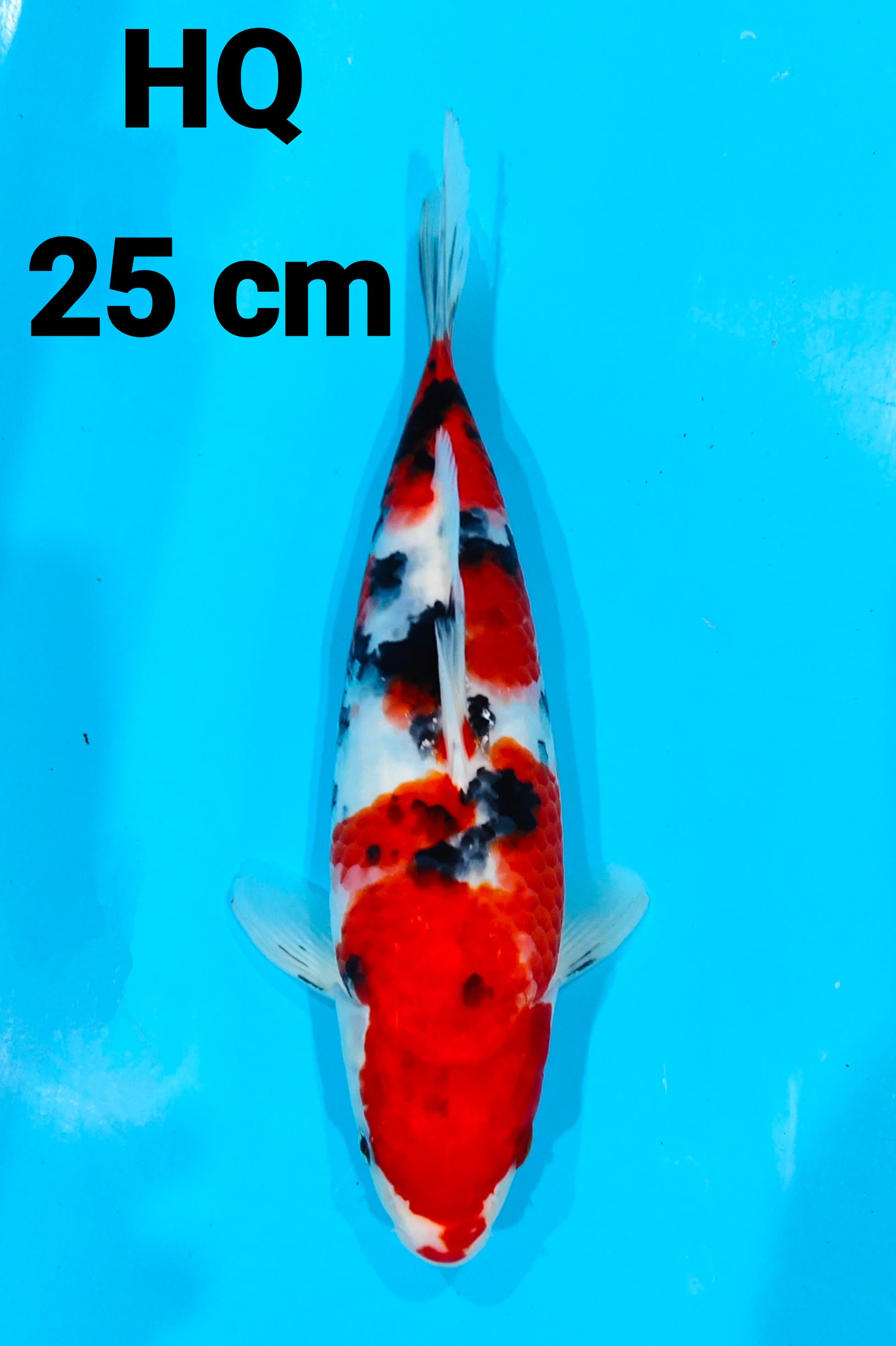 SHOWA HQ 25cm