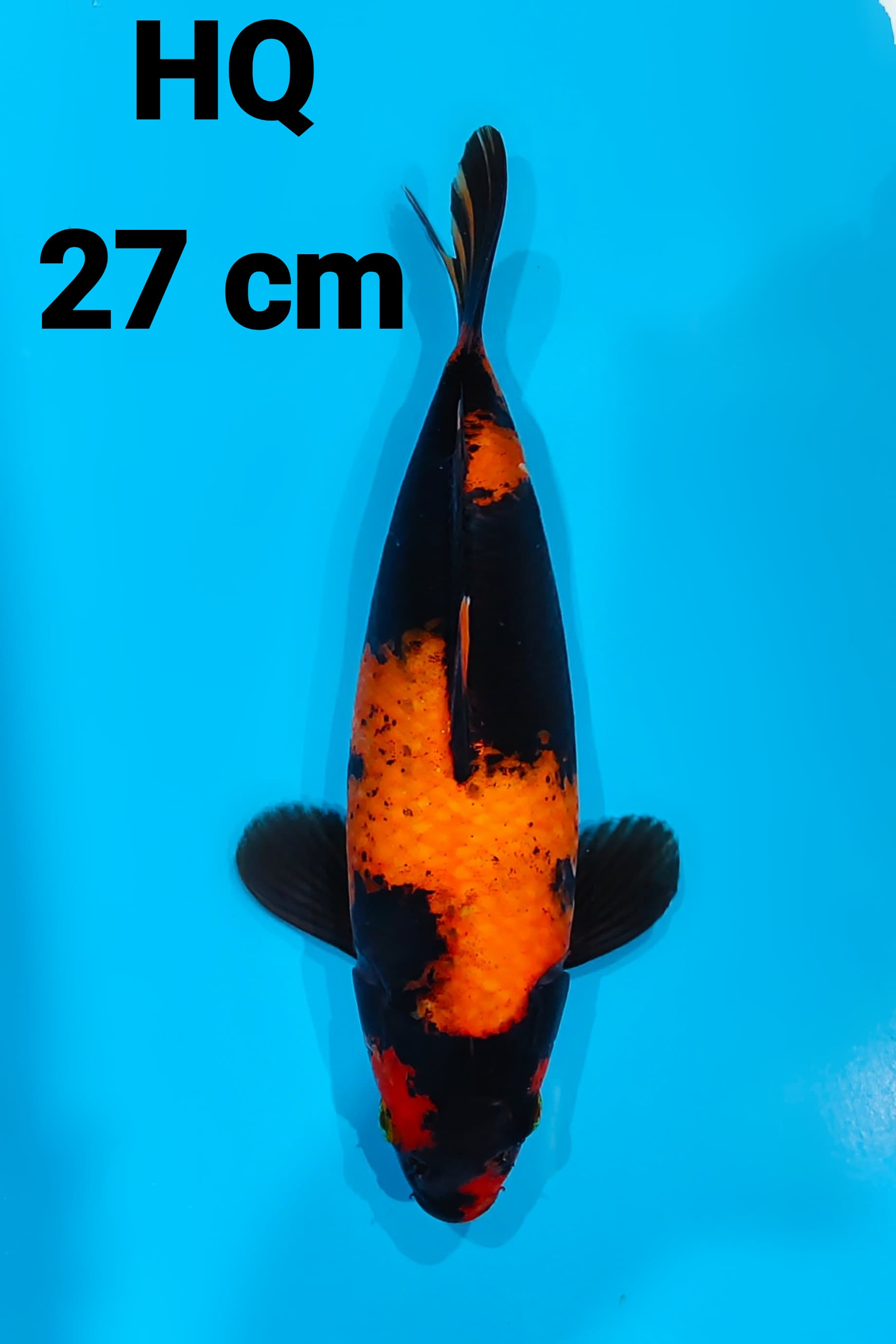 UTSURI HQ 27cm