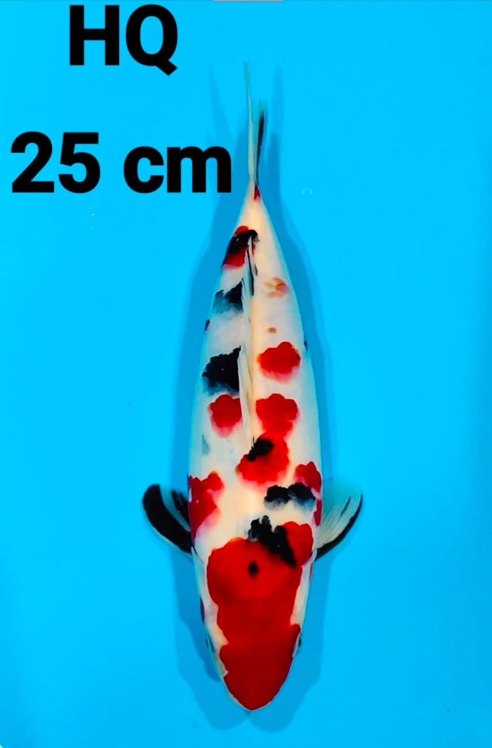 KINDAI SHOWA HQ 25cm
