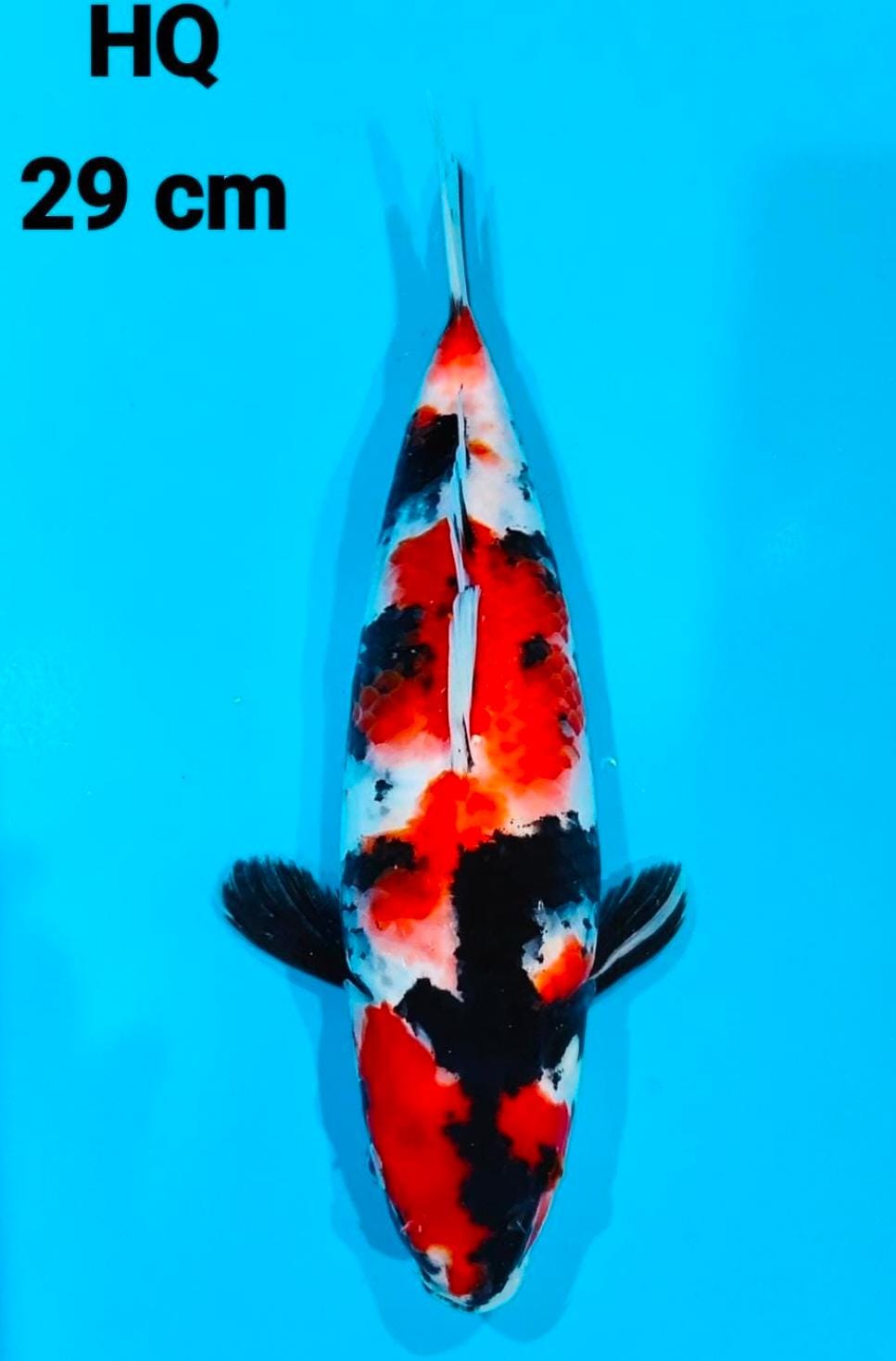 SHOWA HQ 29cm