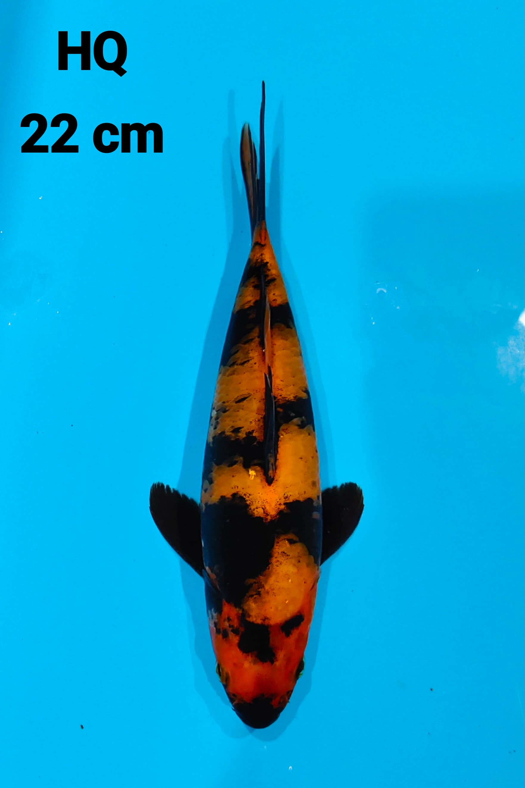 UTSURI HQ 22cm