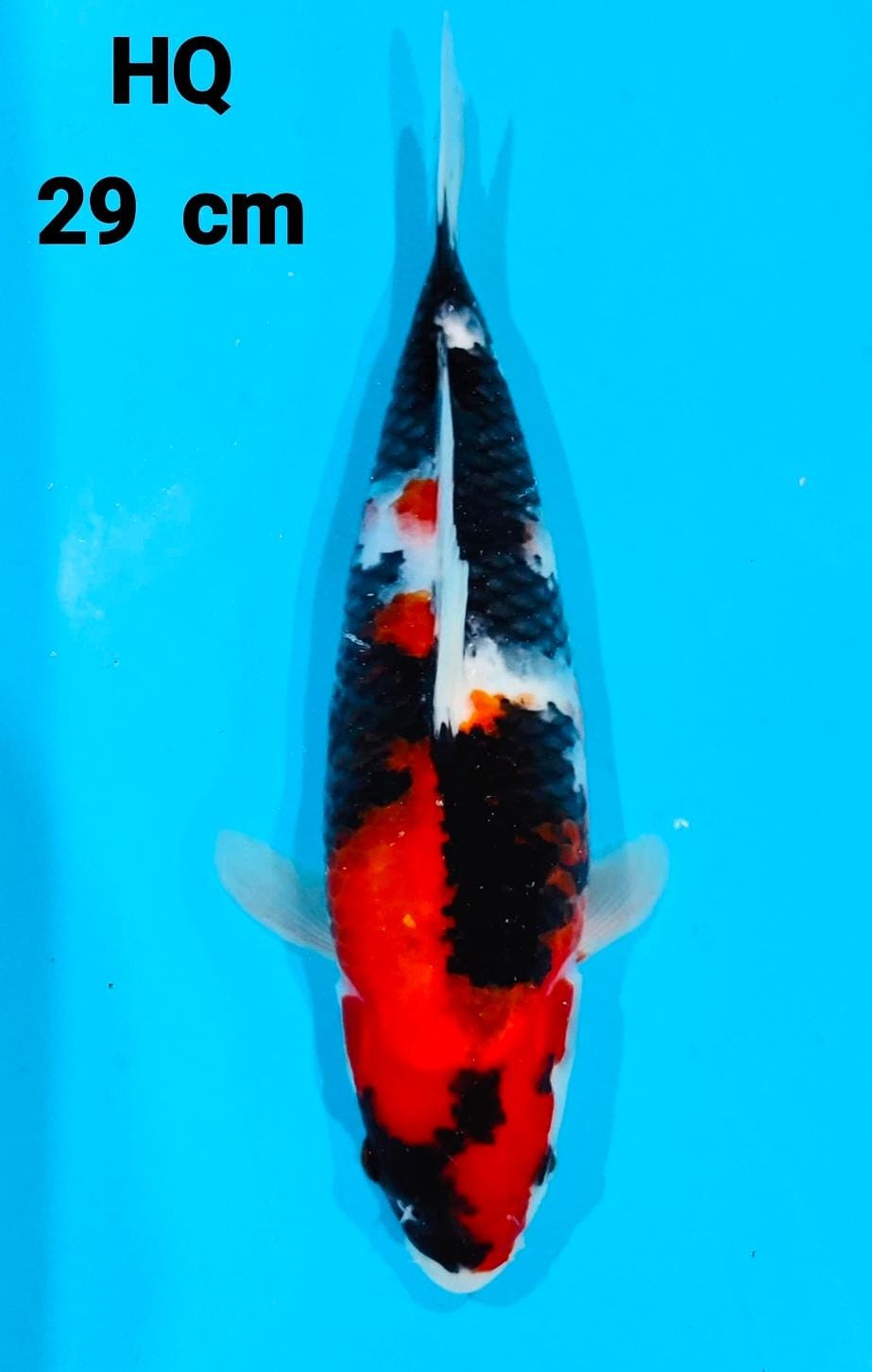 SHOWA HQ 29cm