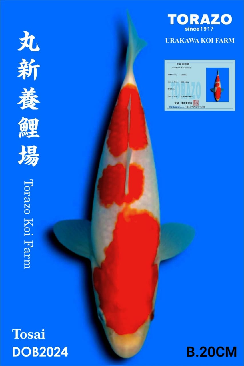 KOHAKU IMPORT TORAZO KOI BEST QUALITY KOI FARM20cm