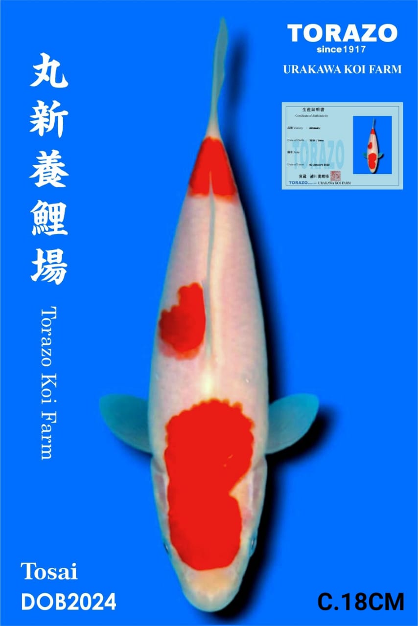 KOHAKU IMPORT TORAZO KOI BEST QUALITY KOI FARM18cm