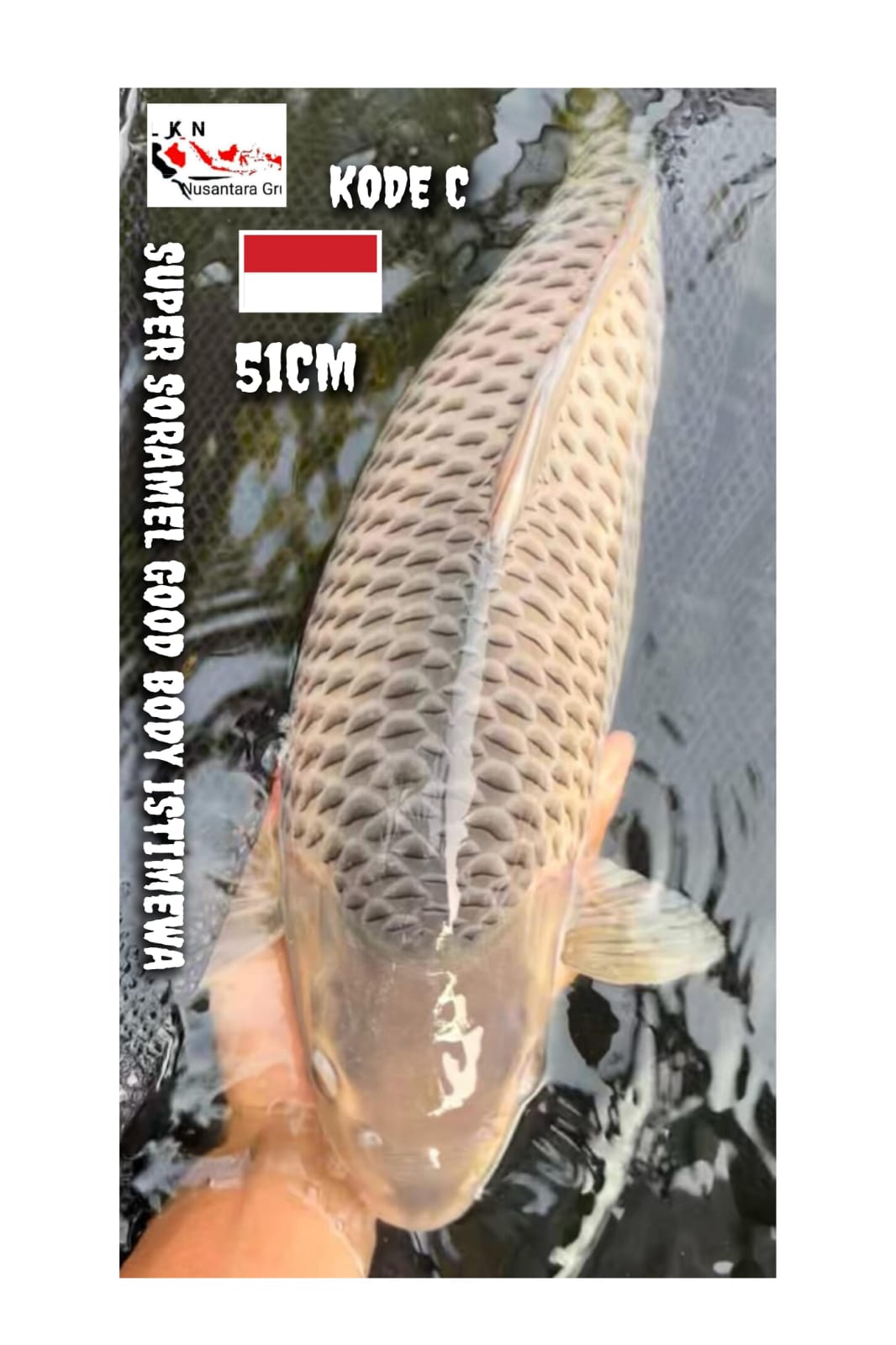 SORAMEL GOO BODY SUPER IDAMAN SULTAN JUMBO JOS LOKASI BLITAR 51cm