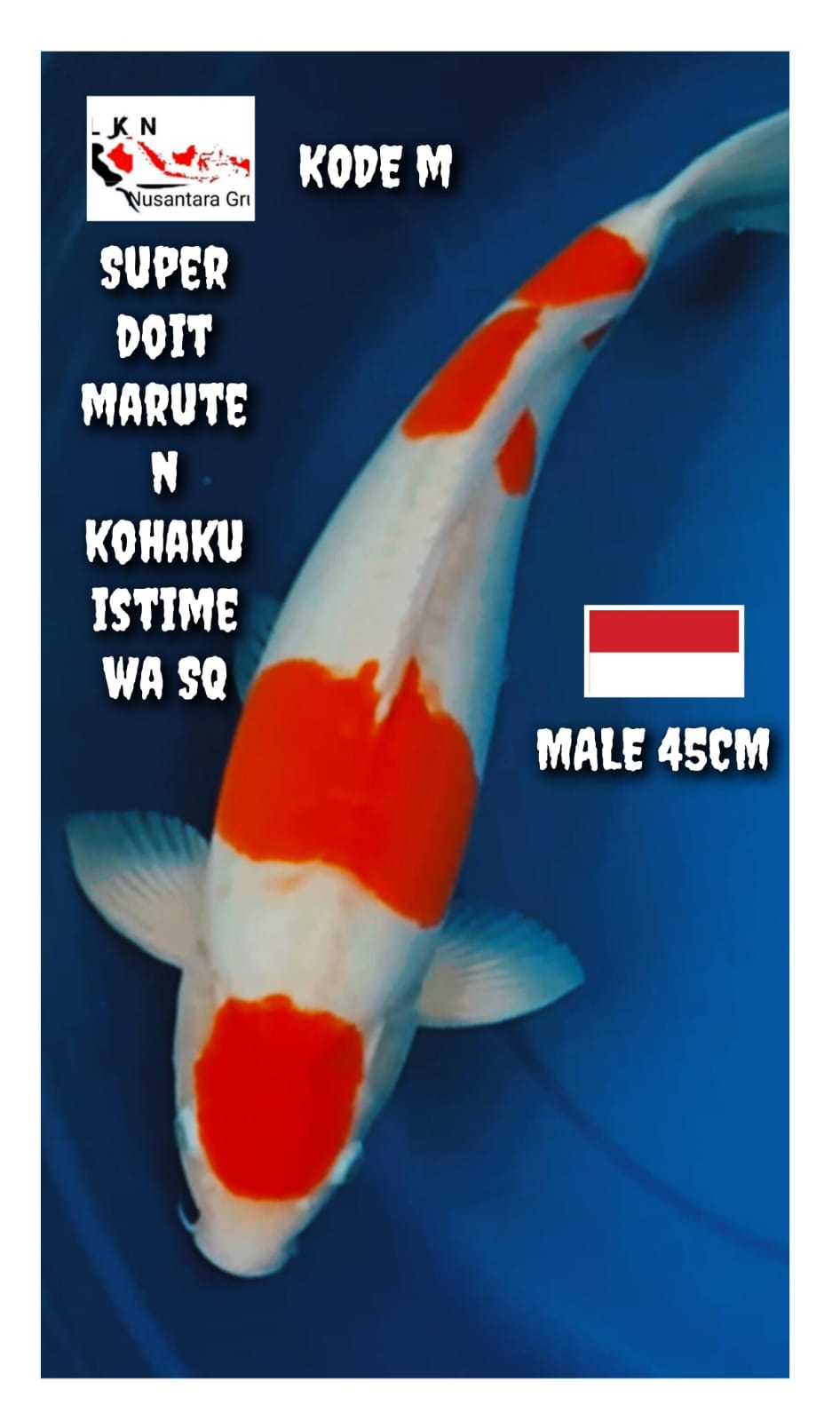 SUPER MATUREN KOHAKU DOIT ISTIMEWA LOKASI TUBAN 45cm