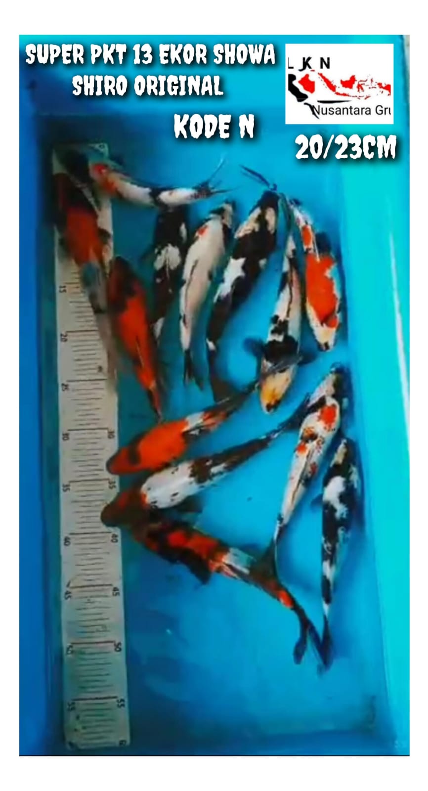 SUPER PKT 13 EKOR SHOWA SHIRO ORIGINAL COCOKBUAT KOLEKSI KOLAM LOKASI BOJONEGORO 2023cm