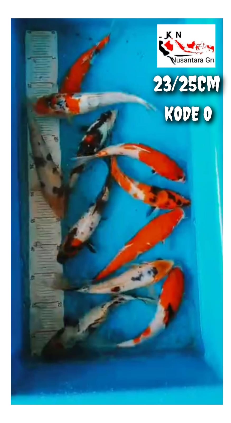 PKT 11 EKOR SHOWA MIX BAHAN KEPPING JOS JOS LOKASI BOJONEGORO 2325cm