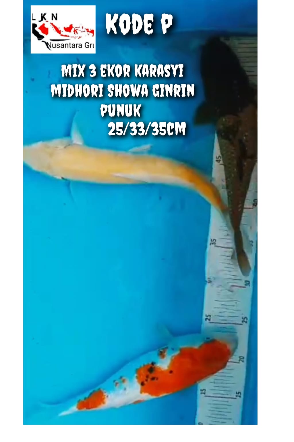 PKT 3 EKOR KARASYI MIDHORI SHOWA GINRIN PUNUK LOKASI BOJONEGORO 253335cm