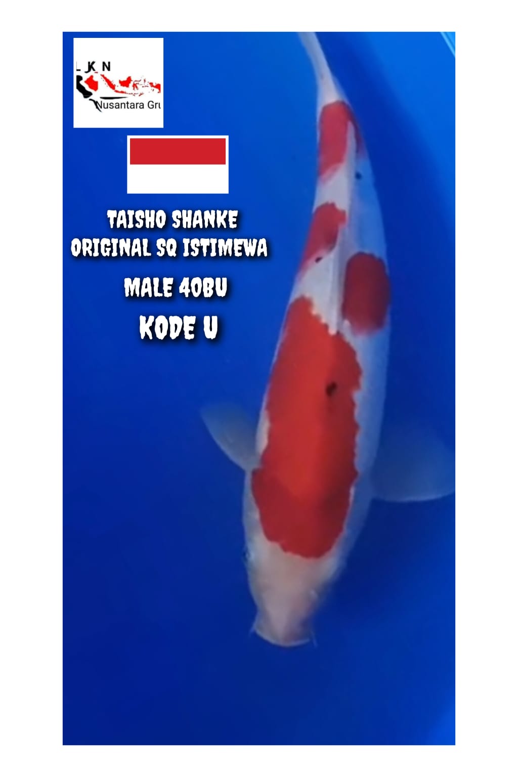 SUPER TAISHO SHANKE ORIGINAL MERAH PEDAS MALE LOKASI BOJONEGORO 40BU 38cm