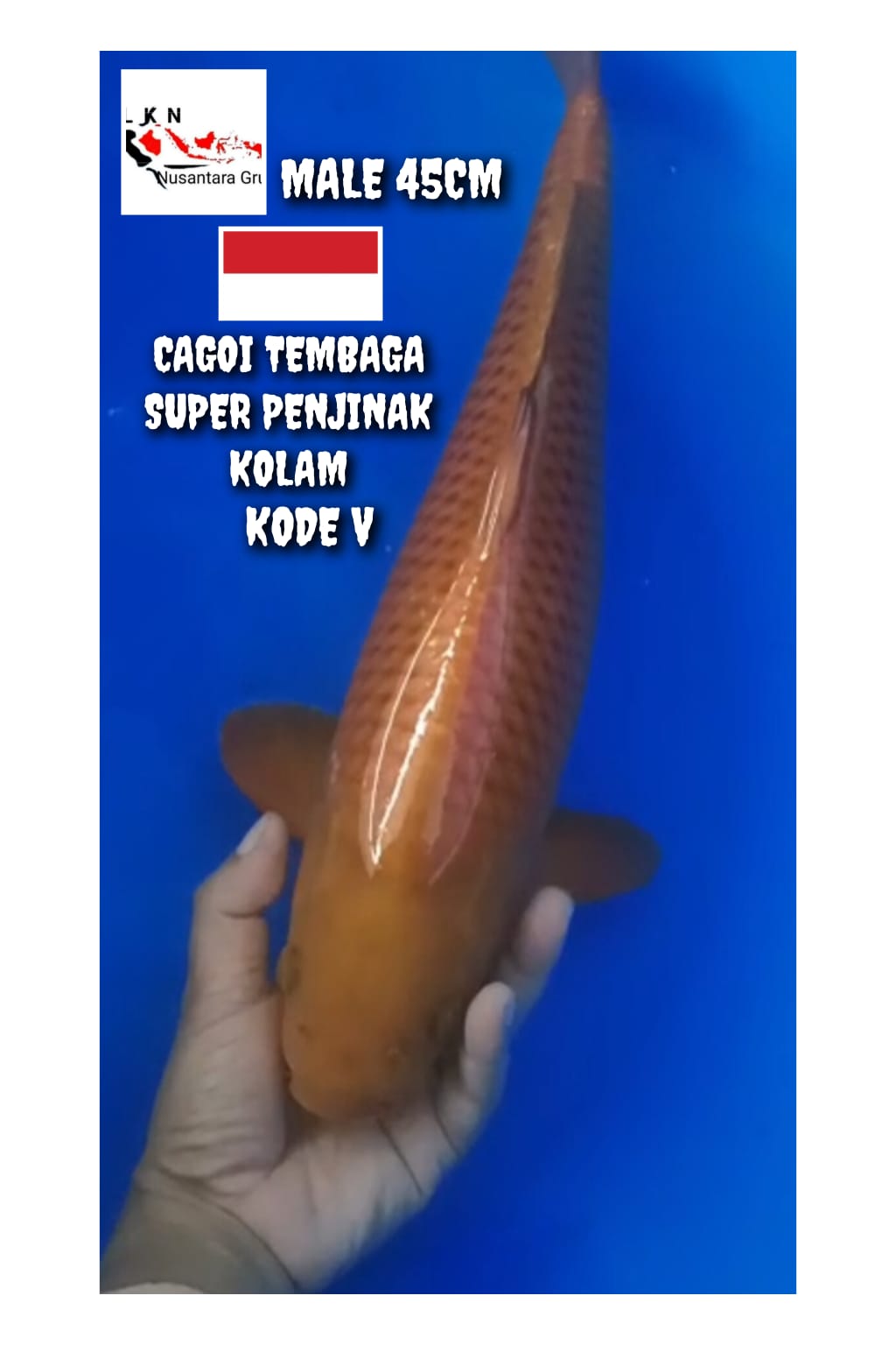 SUPER CAGOI TEMBAGA PENJINAK KOLAM MALE ISTIMEWA LOKASI BOJONEGORO 45cm