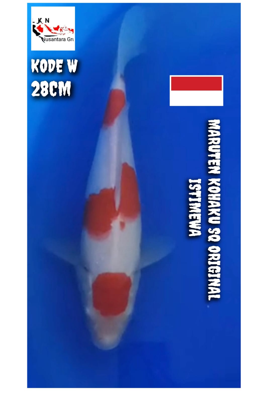 SUPER MARUTEN KOHAKU ORIGINAL MERAH STRONG LOKASI BOJONEGORO 28cm