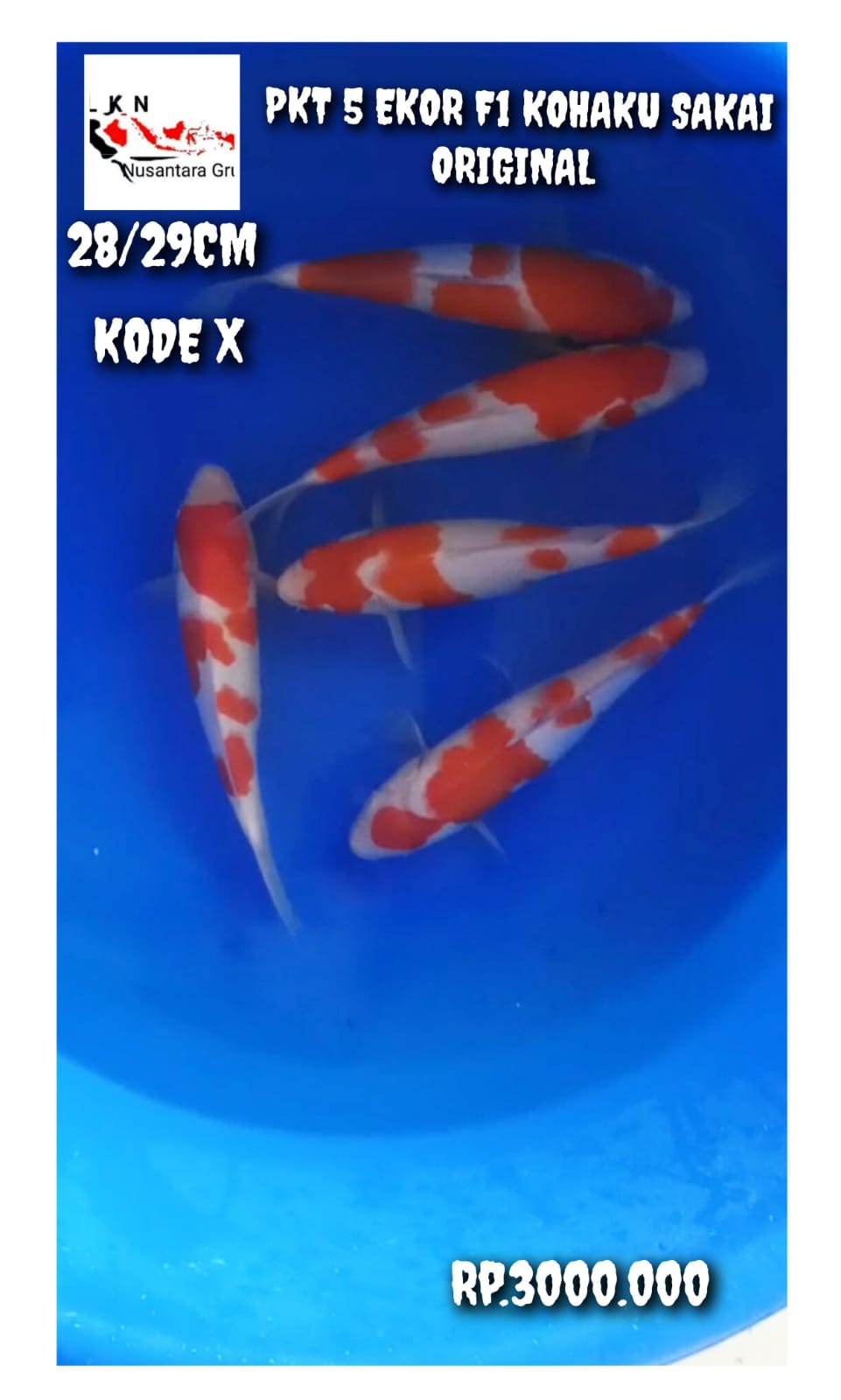 PKT 5 EKOR F1 KOHAKU SAKAI ORIGINAL SQ ISTIMEWA LOKASI BOJONEGORO 2829cm