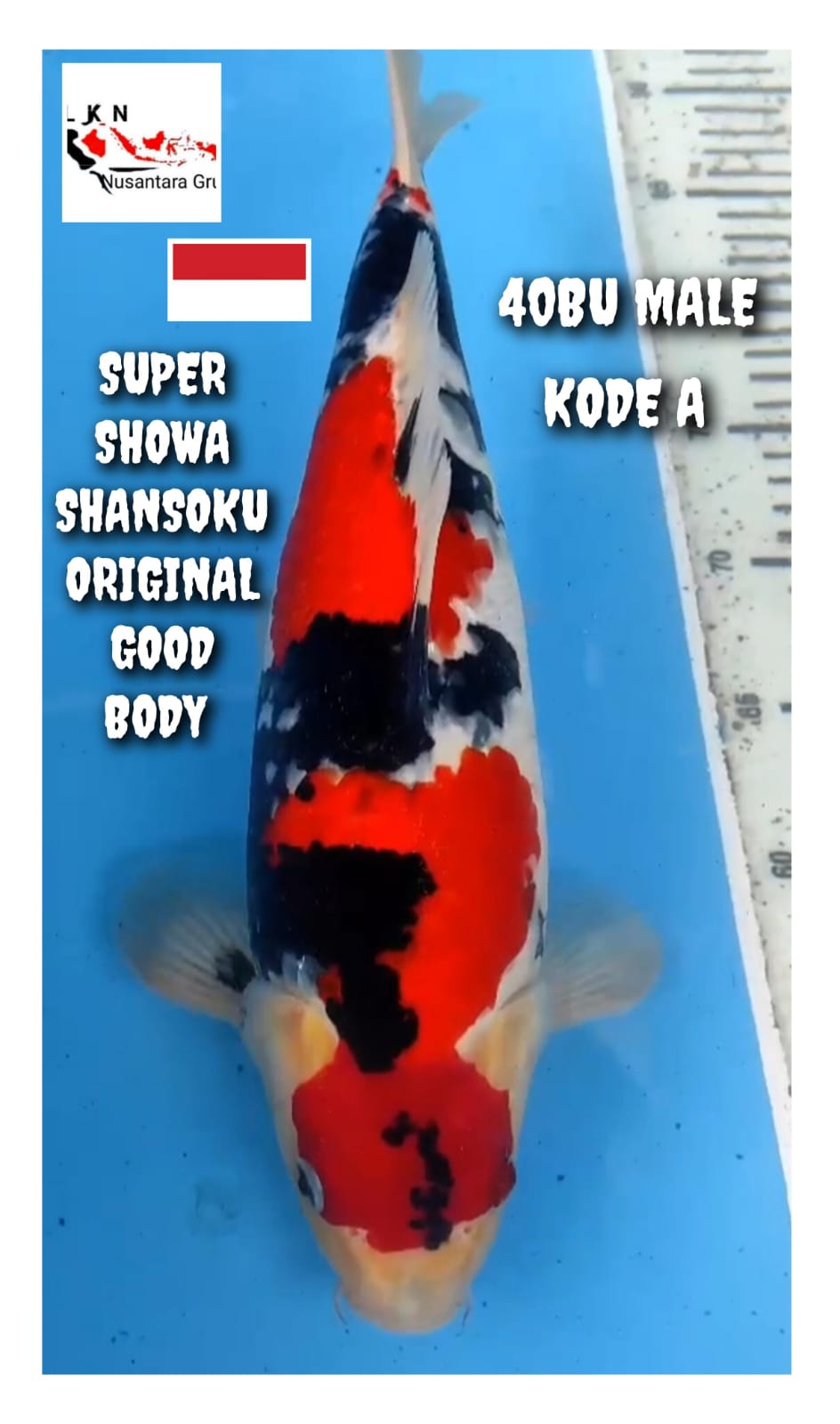 SUPER SHOWA SHANSOKU GOOD BODY ORIGINAL ISTIMEWA LOKASI MADIUN 40BU 38cm