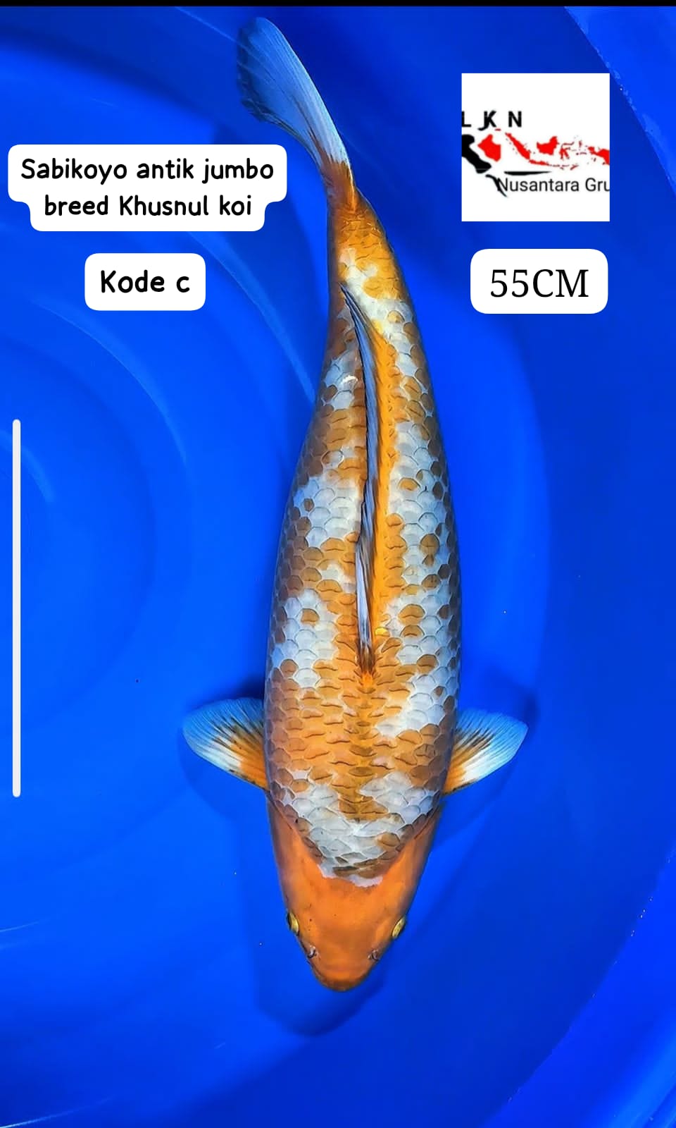 SABIKOYO JUMBO BREED KHUSNUL KOI LOKASI TANGERANG 55cm