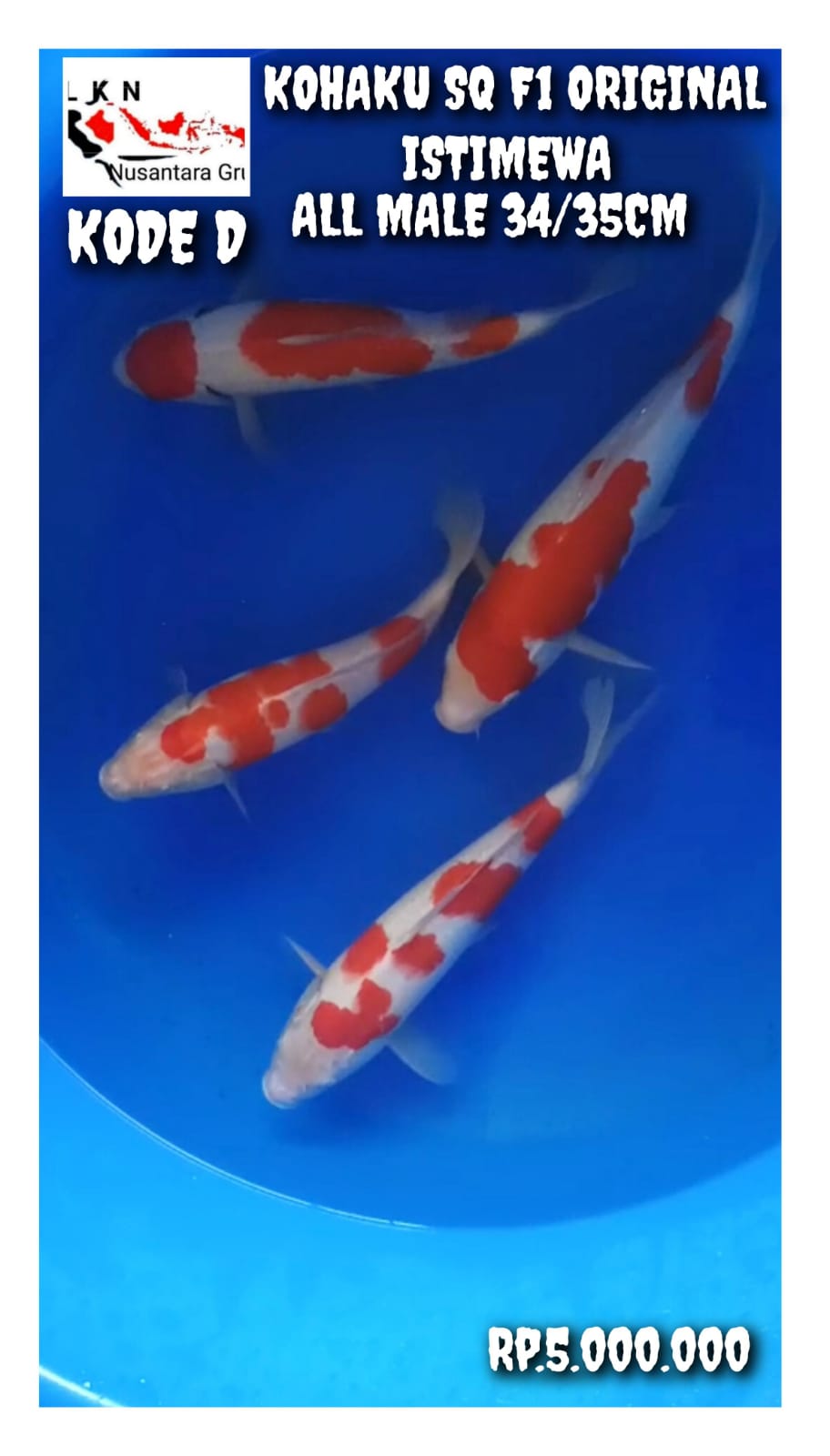 F1 KOHAKU ORIGINAL SAKAI SQ ALL MALE ISTIMEWA LOKASI BOJONEGORO 3435cm