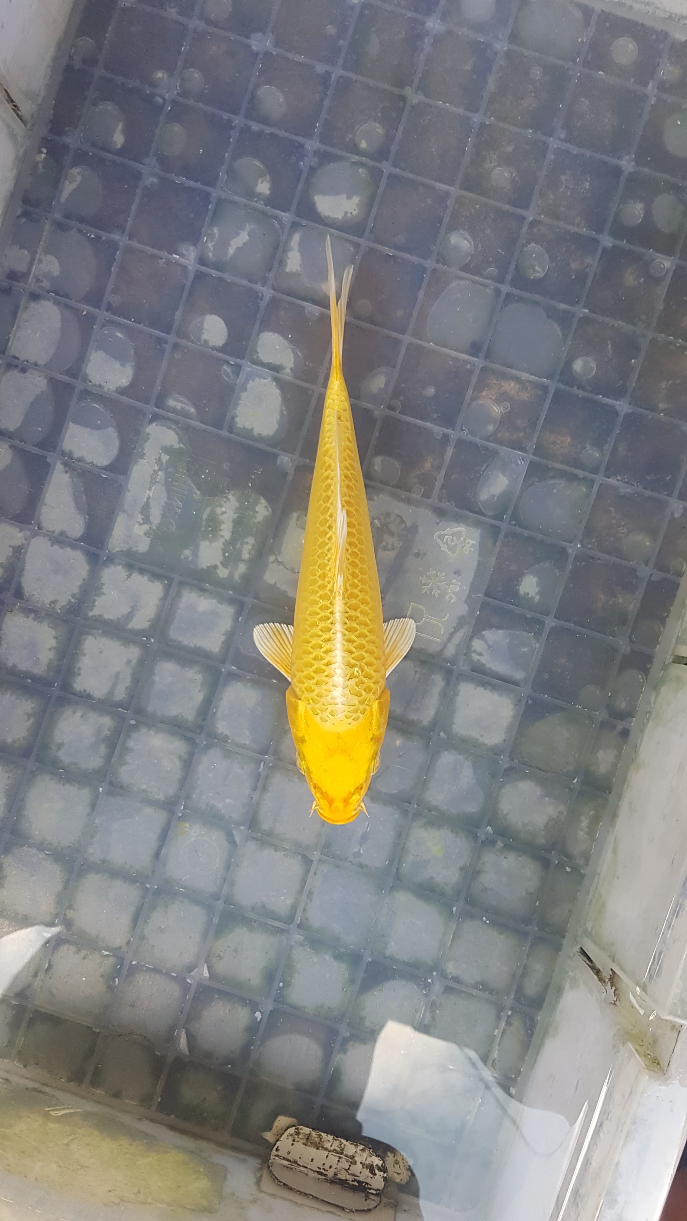 MUKASI OGON BERSIH JOSS 23cm
