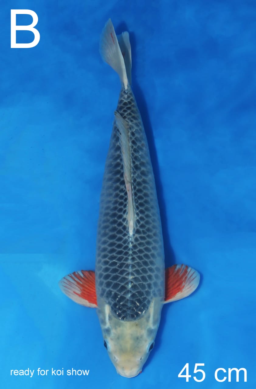 ASAGI OOYA KOI FARM 45cm