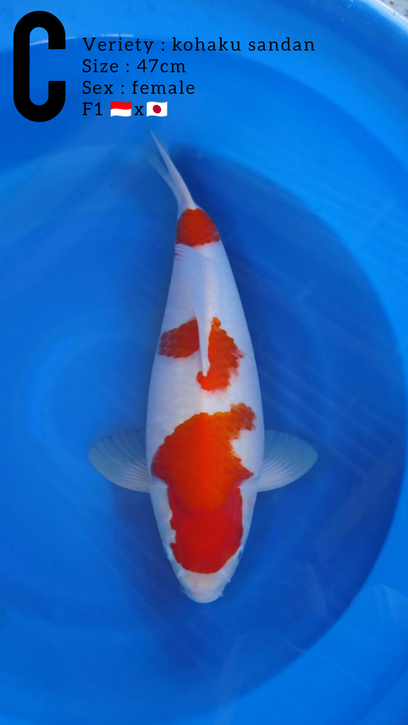 KOHAKU SANDAN 47cm
