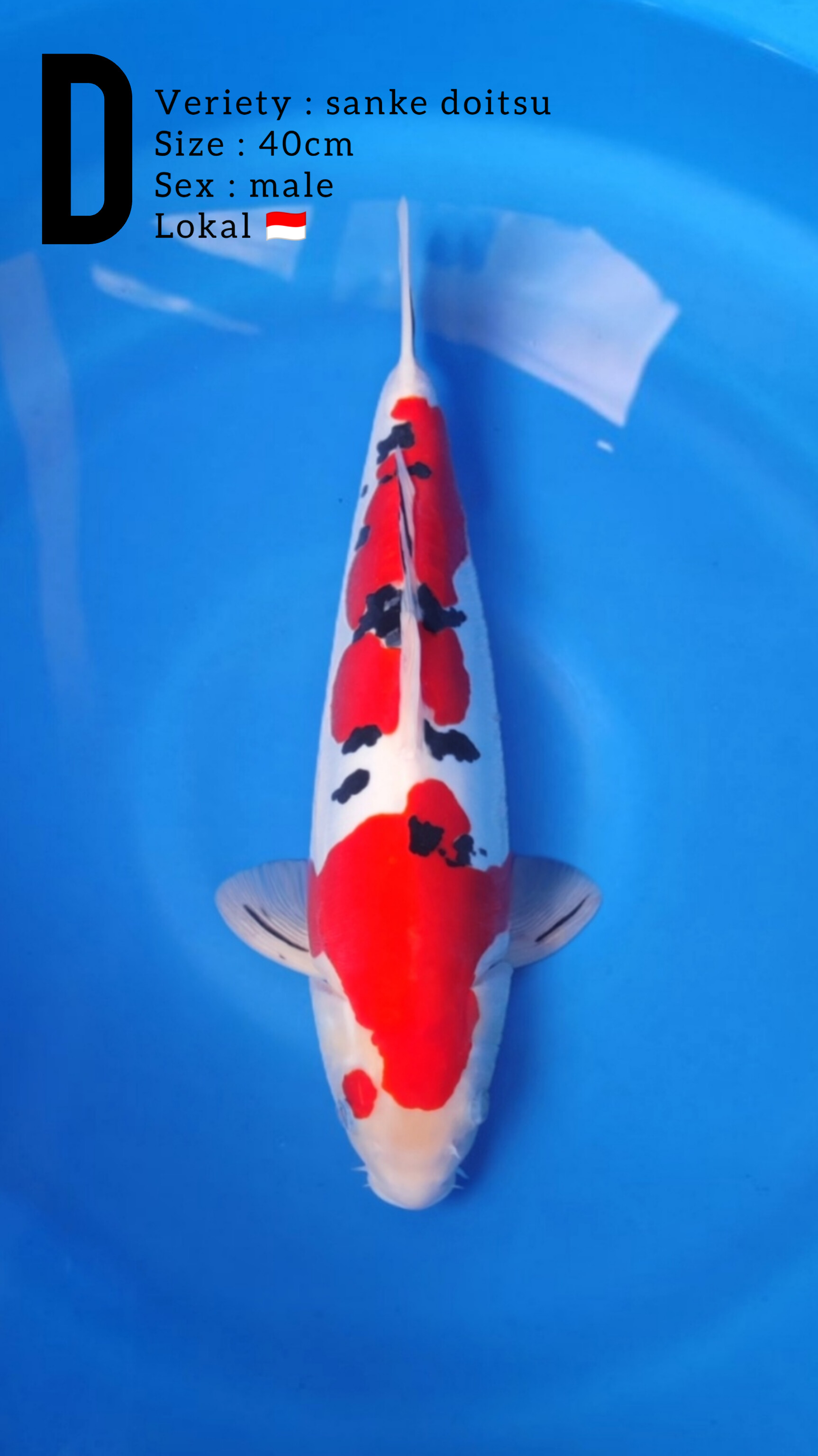 SANKE DOITSU MURNI 40cm