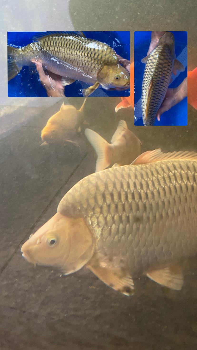 MIDORI SUPERBULKY PUNUK TINGGI 50BU 48cm