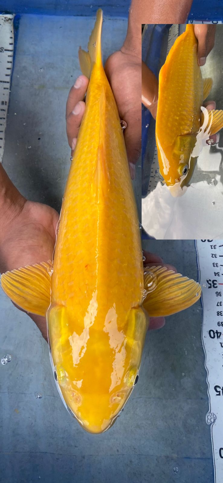 KARASHI LEMON PUNUK 41cm