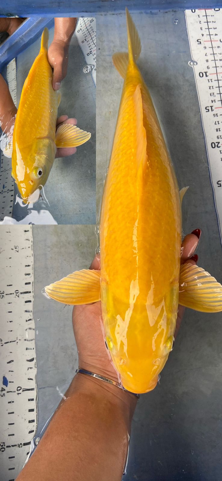 KARASHI LEMON 42cm