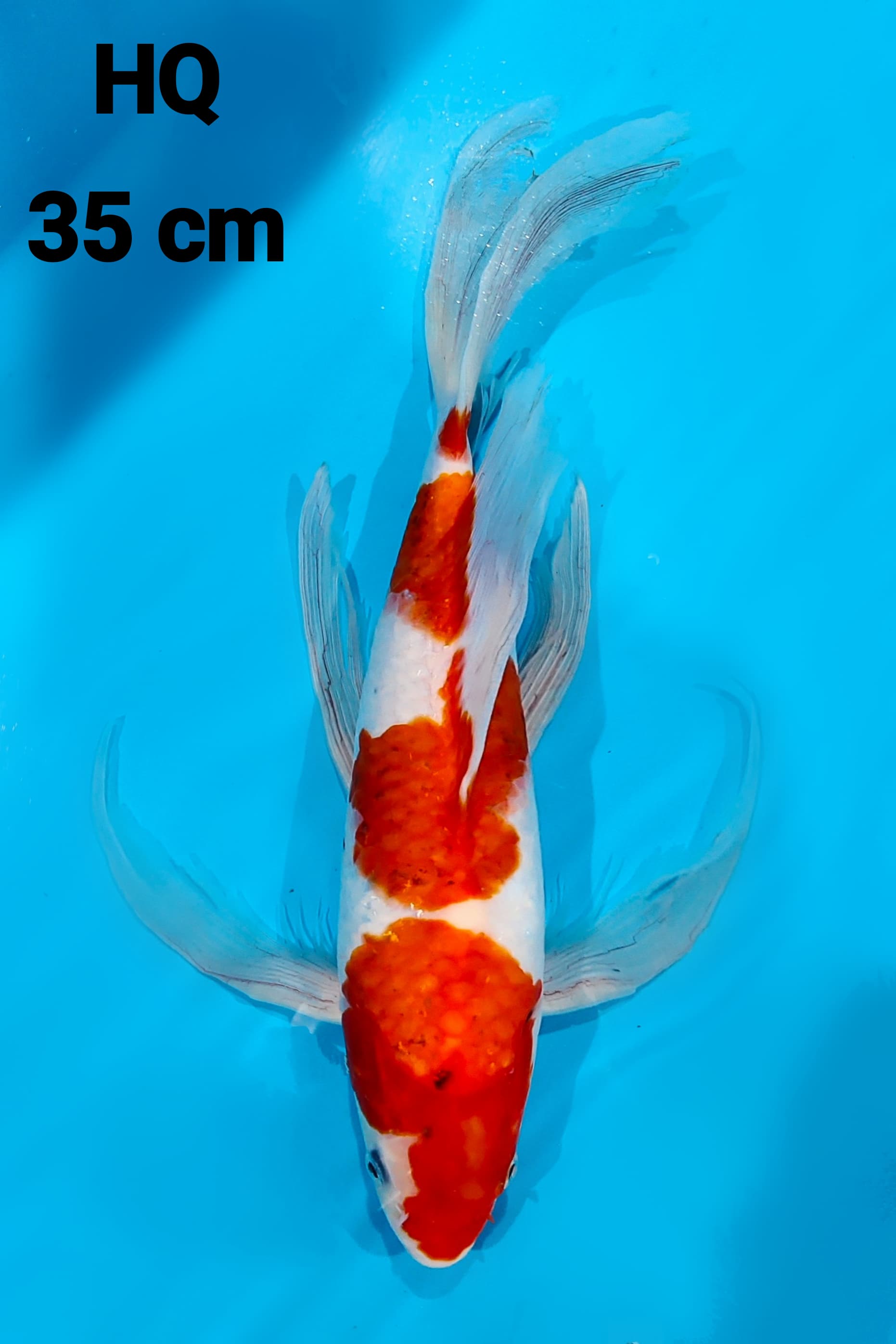 KUMPAY KOHAKU HQ 35cm
