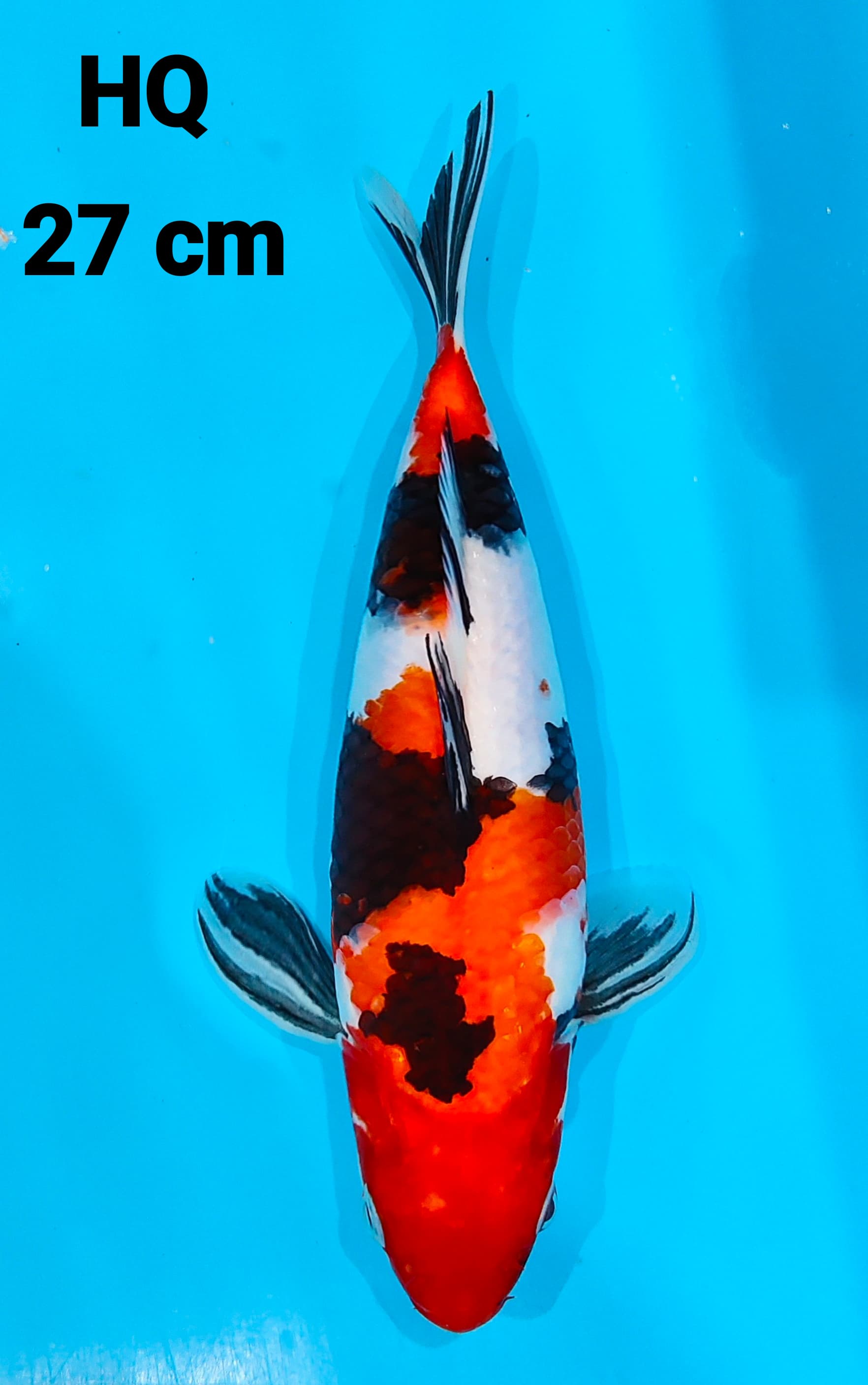 SHOWA HQ 27cm