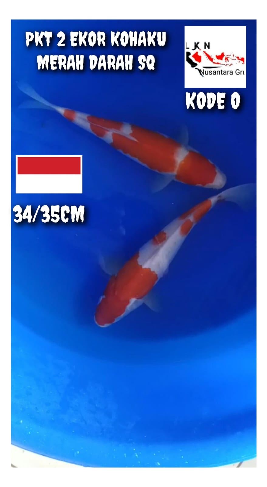 PKT 2 EKOR KOHAKU MERAH DARAH ISTIMEWA ORIGINAL SQ LOKASI BOJONEGORO 3435cm