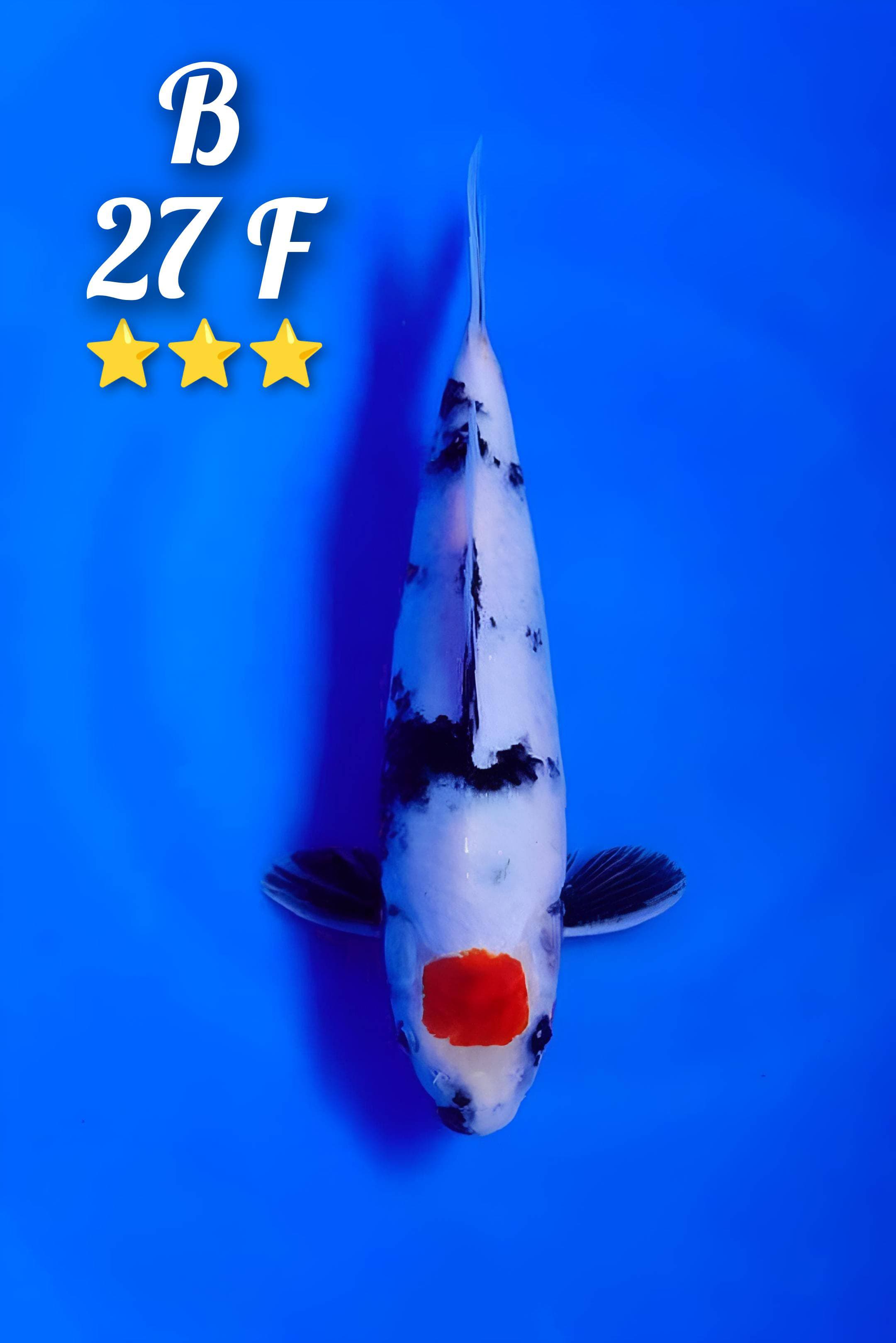 TANCO SHOWA ORIGINAL 27cm