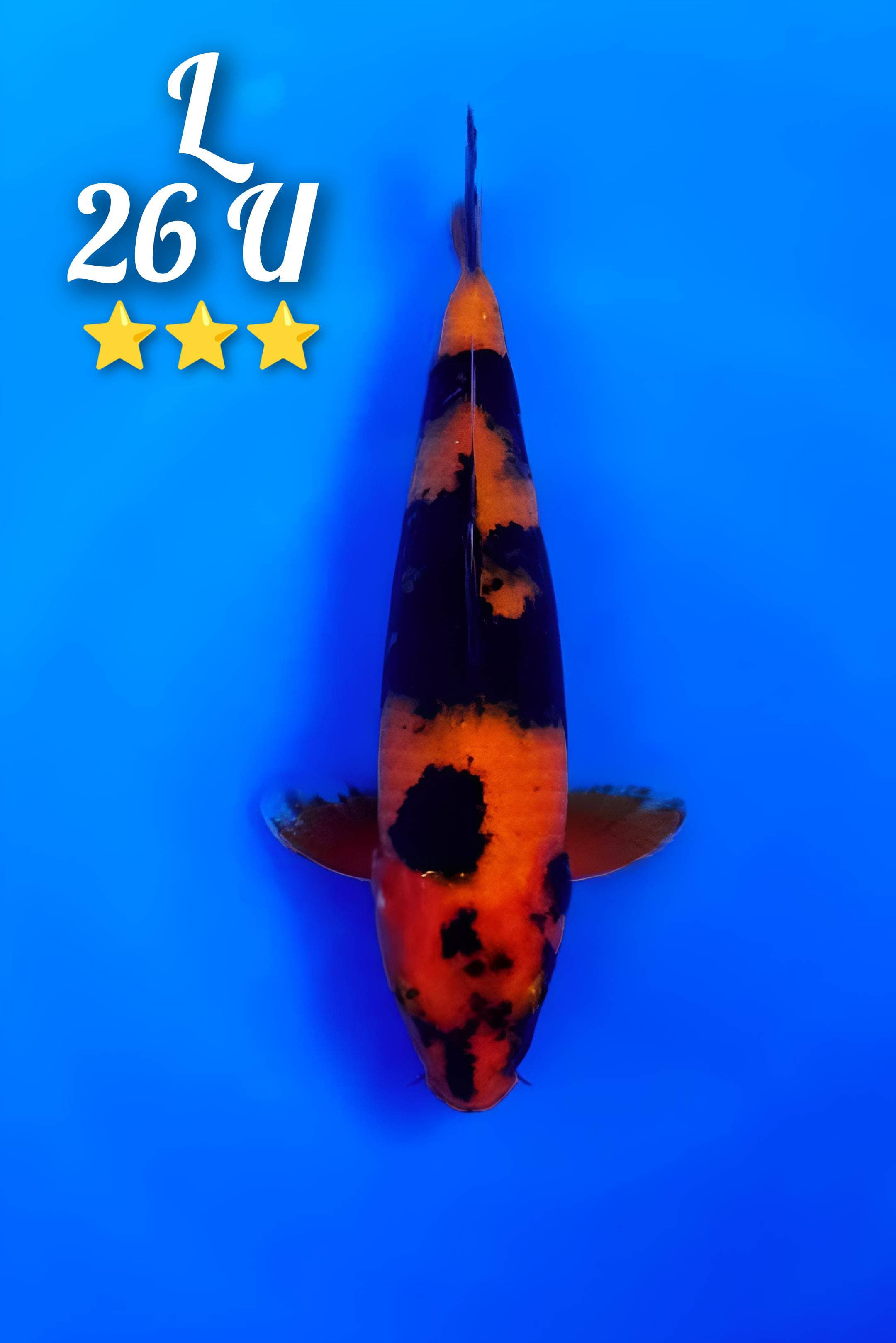HIUTSHURI 26cm