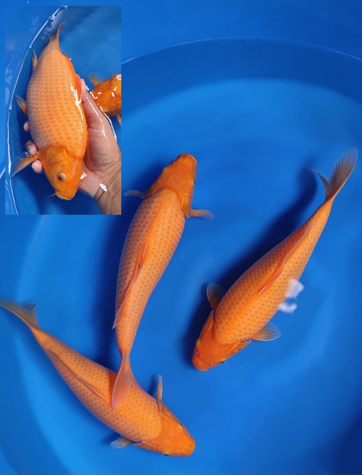 TRIO KARASI RED KARASIBULKY BERPUNUK 3033cm