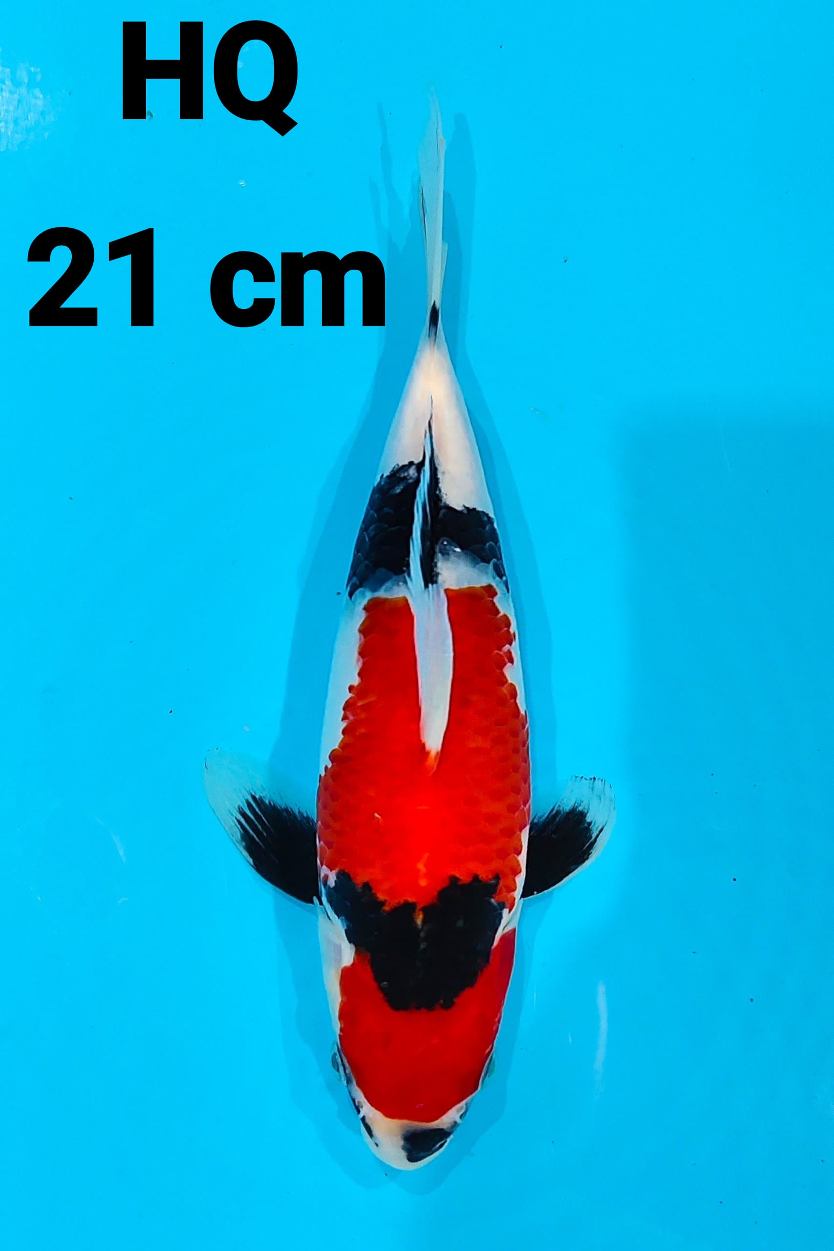 SHOWA HQ 21cm