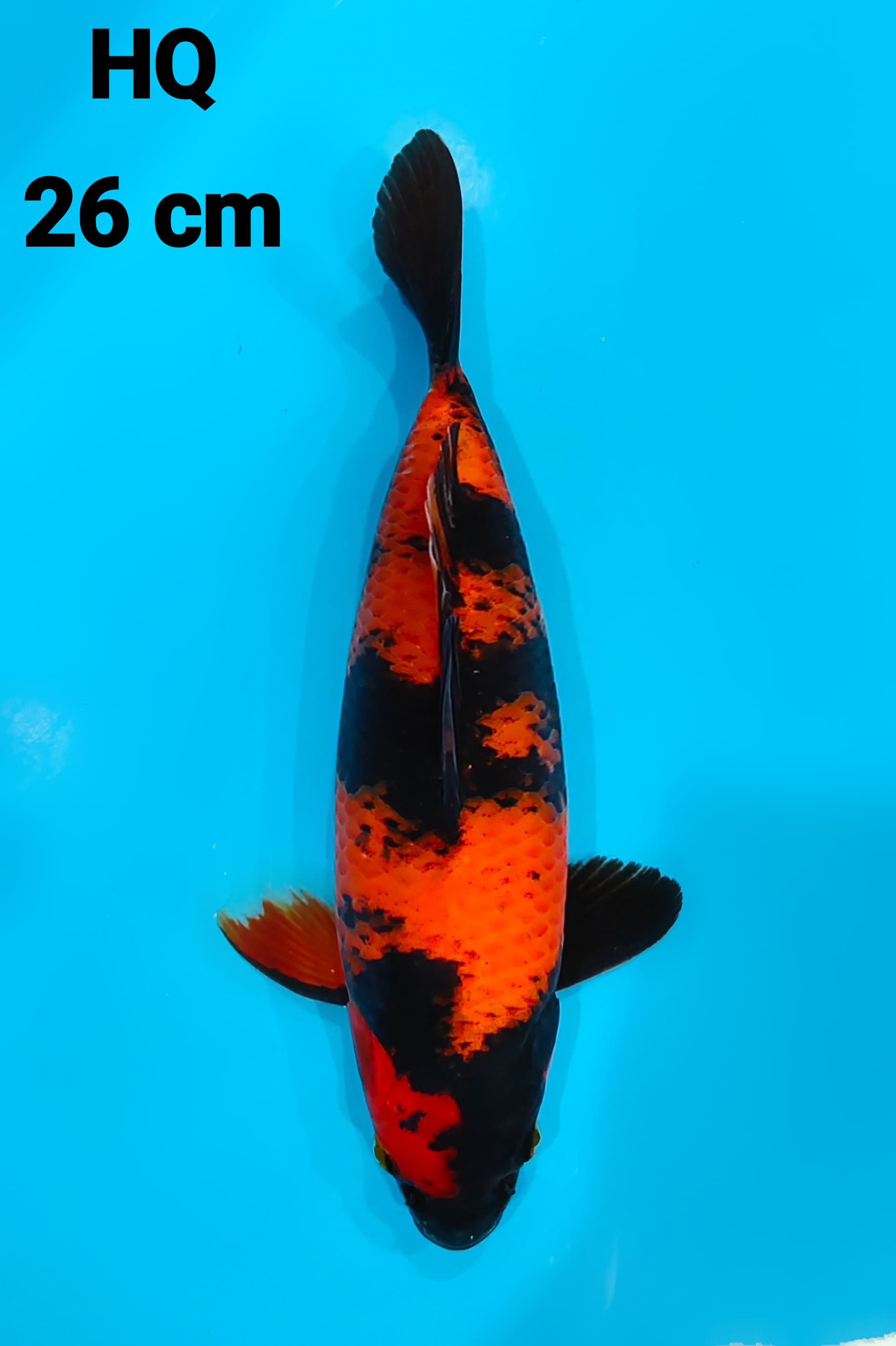 UTSURI HQ 26cm