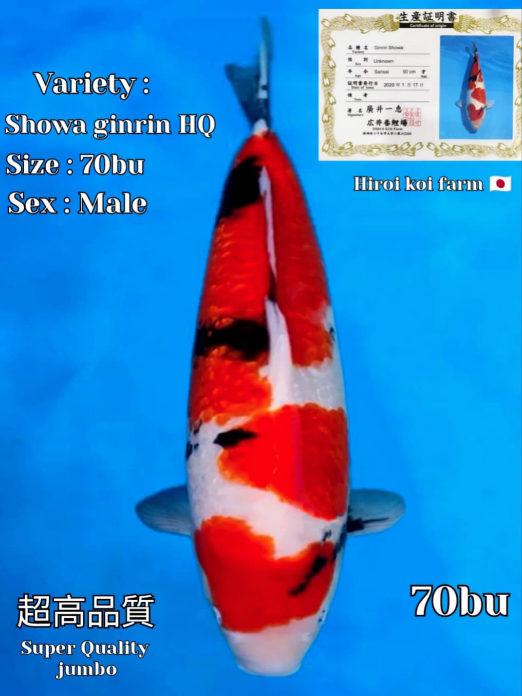 SHOWA GINRIN IMPORT HIROI KOI FARM 66cm