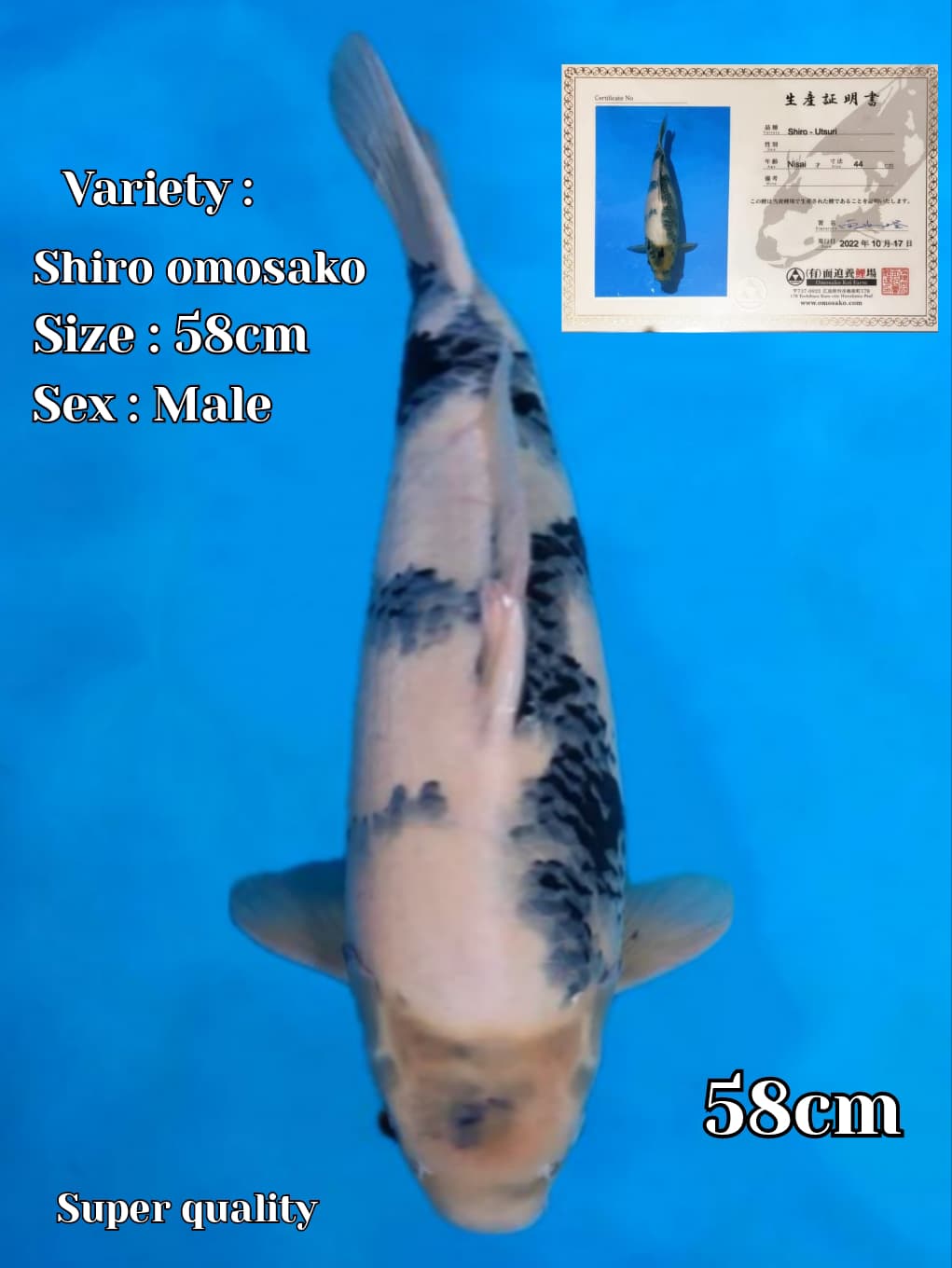SHIRO IMPORT OMOSAKO 58cm