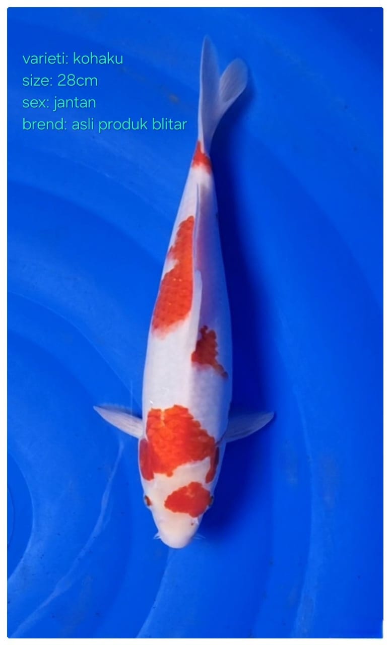 KOHAKU JANTAN 28cm
