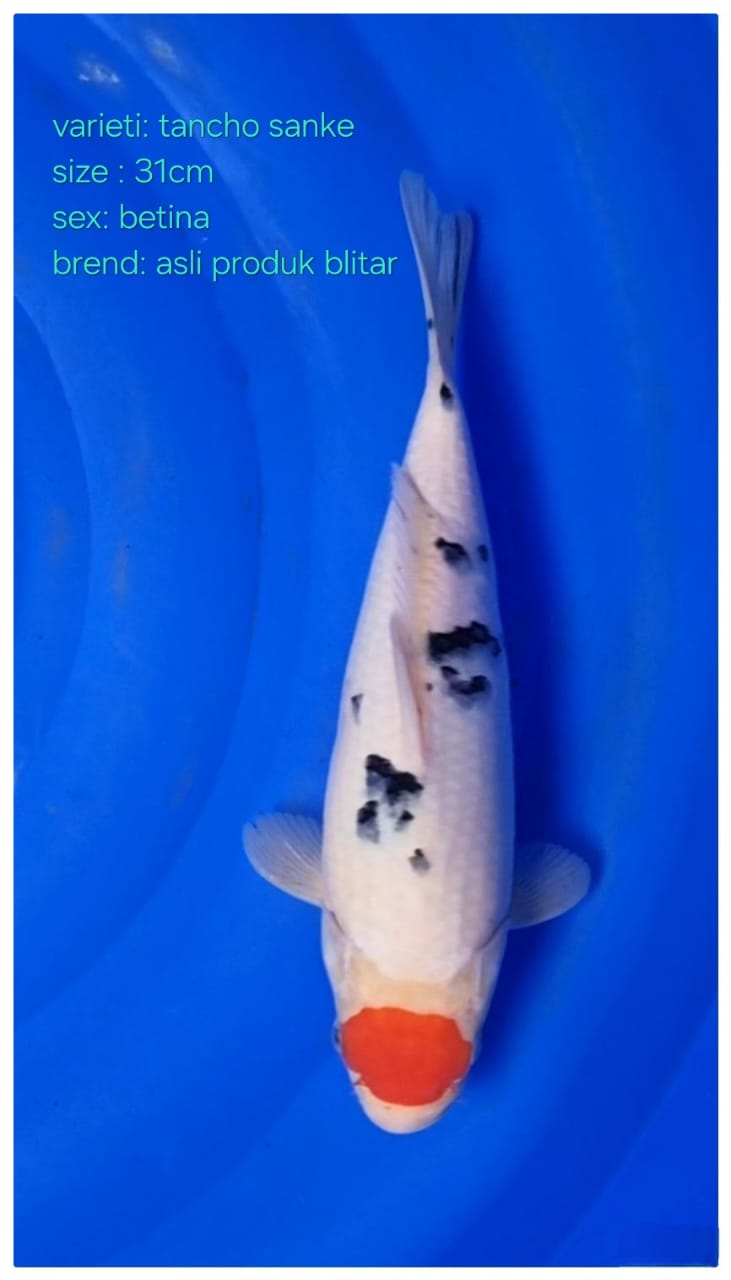 TANCHO SANKE BETINA 31cm