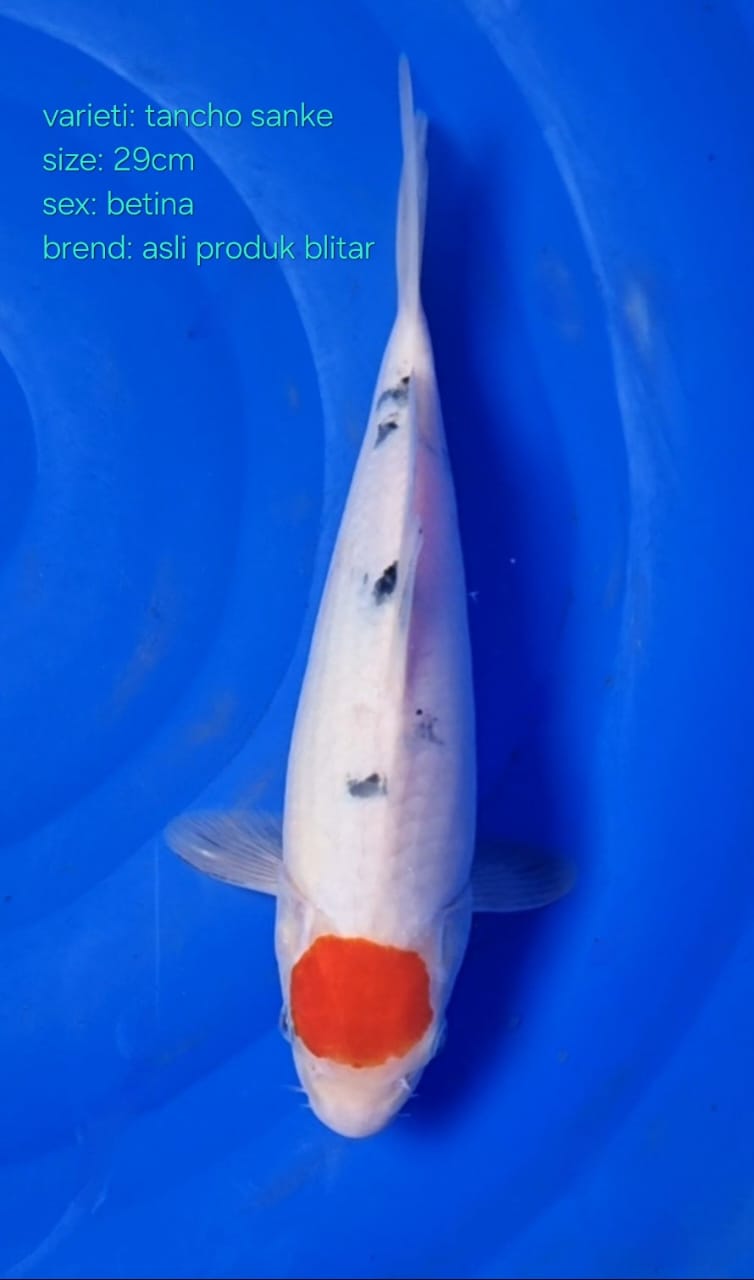 TANCHO SANKE BETINA 29cm