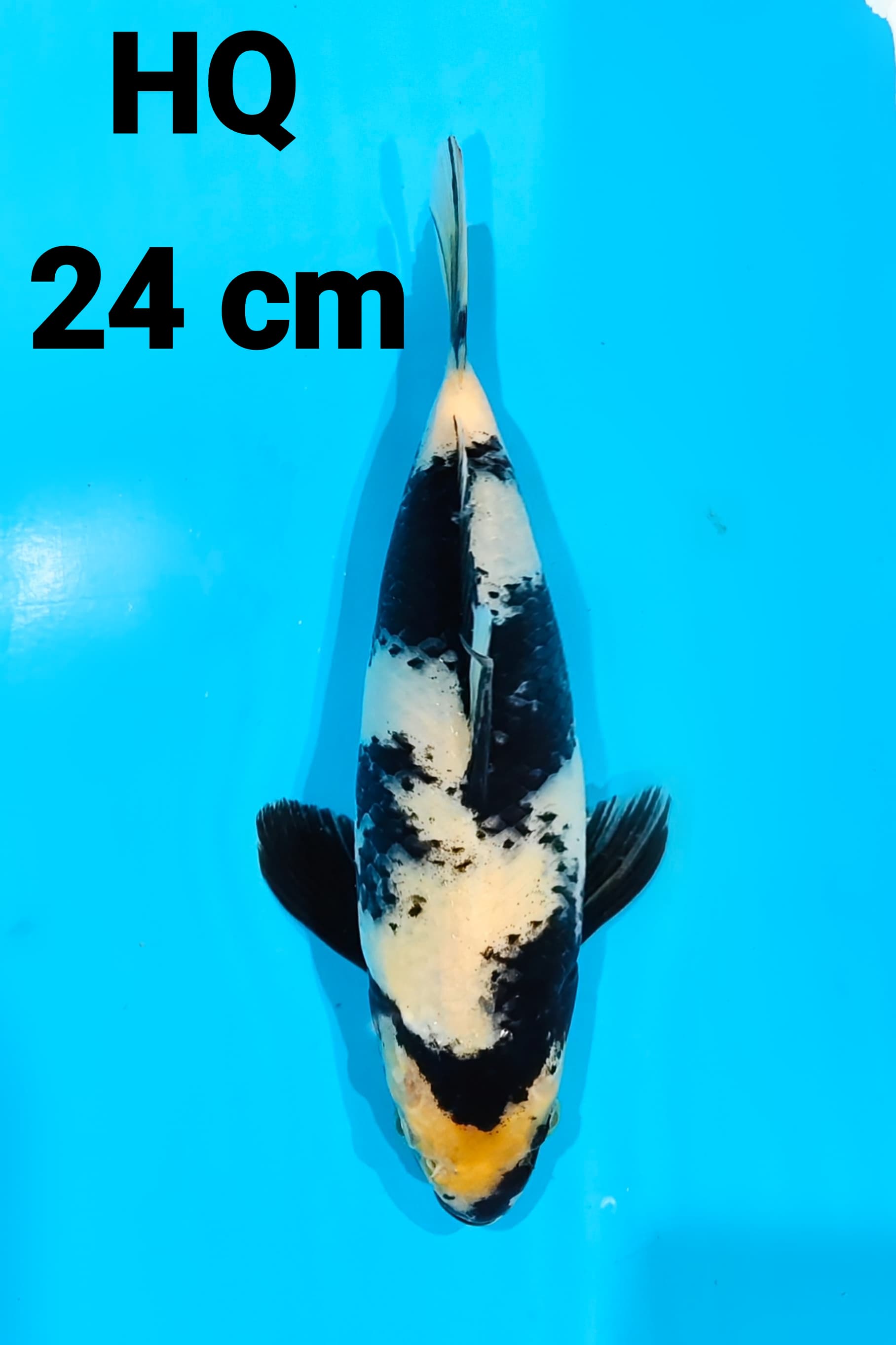 SHIRO HQ 24cm