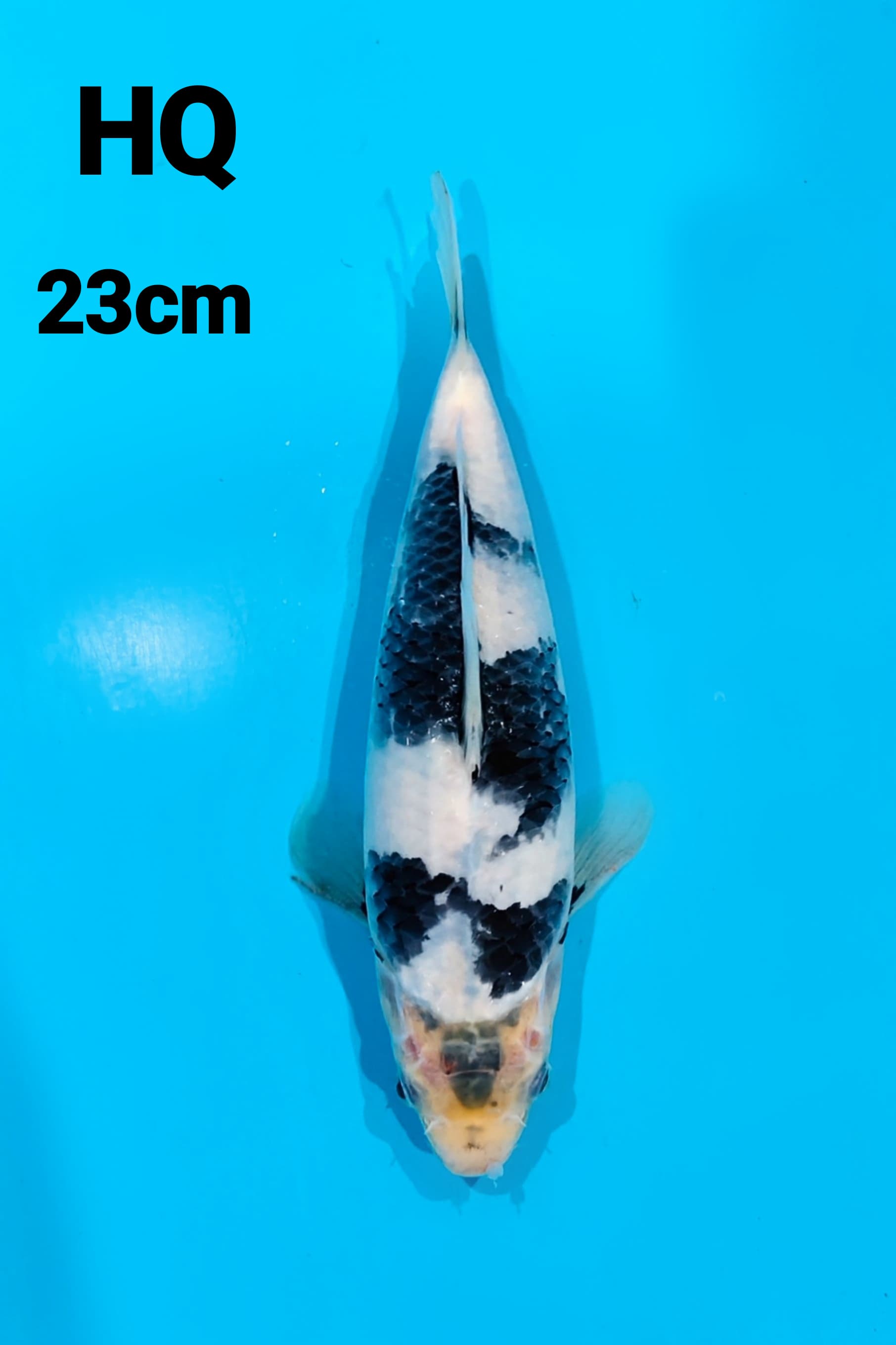 SHIRO HQ 23cm